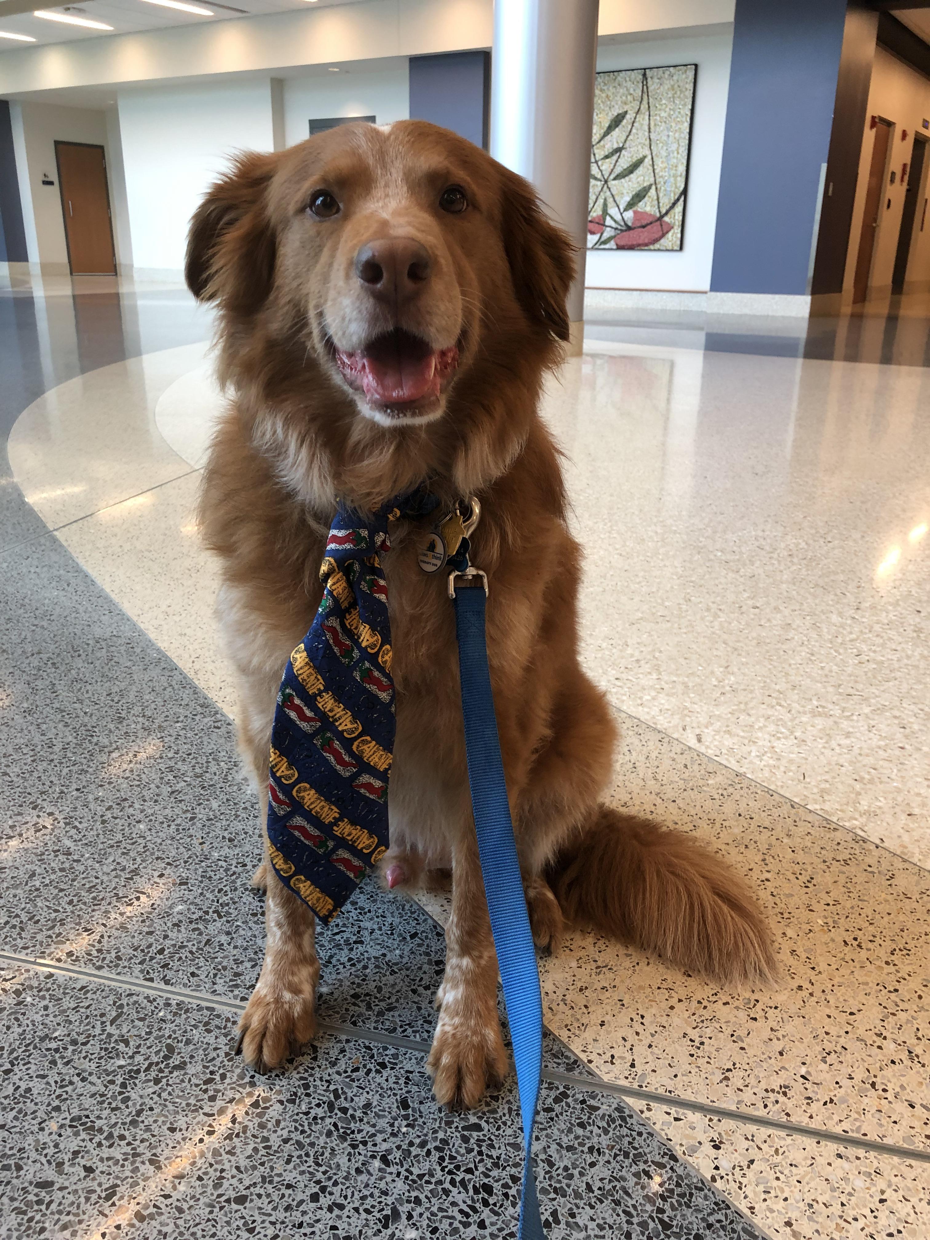 My dog is a registered therapy dog. We often spend our free time at