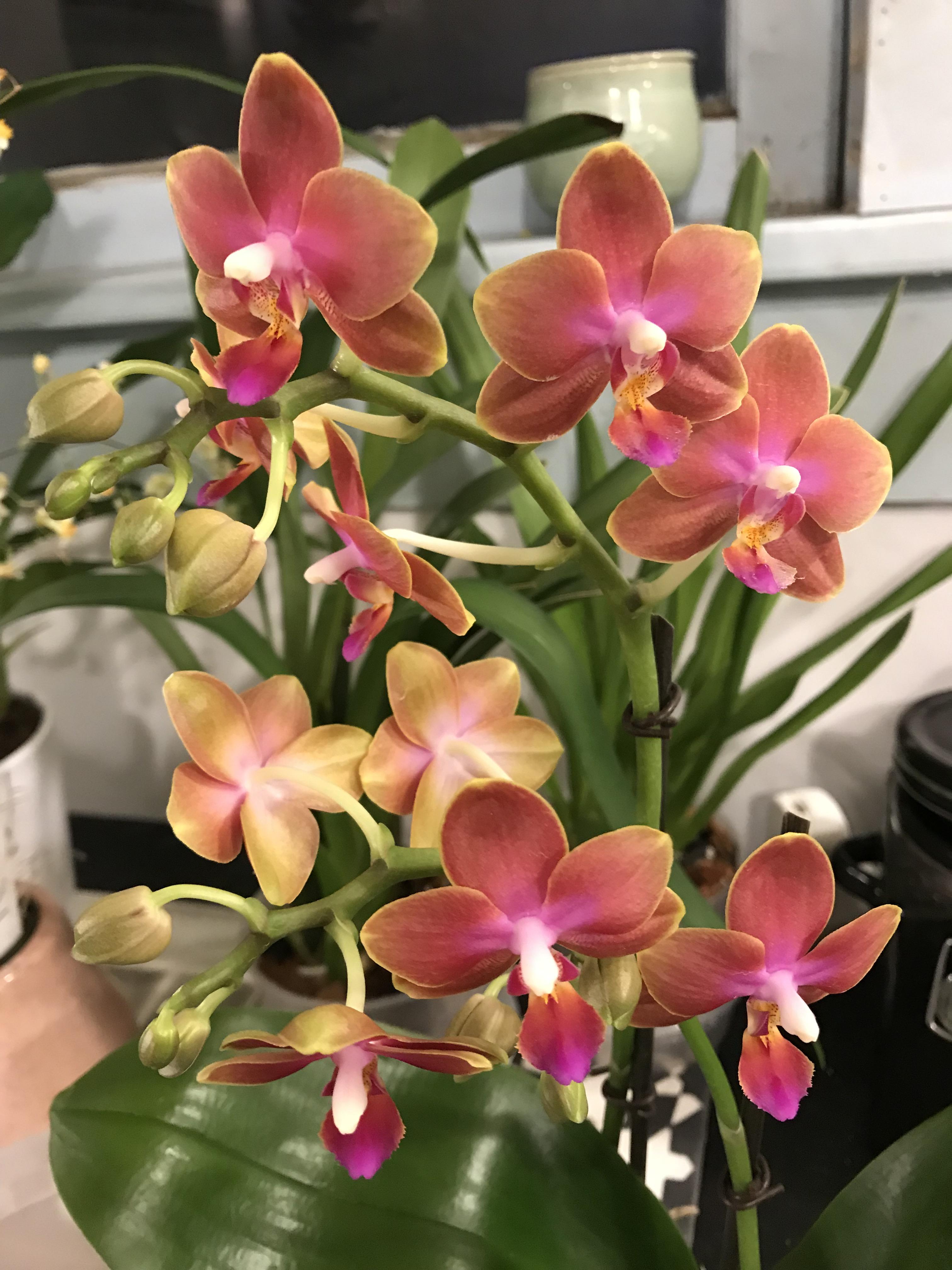 I jump out of bed in the morning so I can smell my super fragrant mini