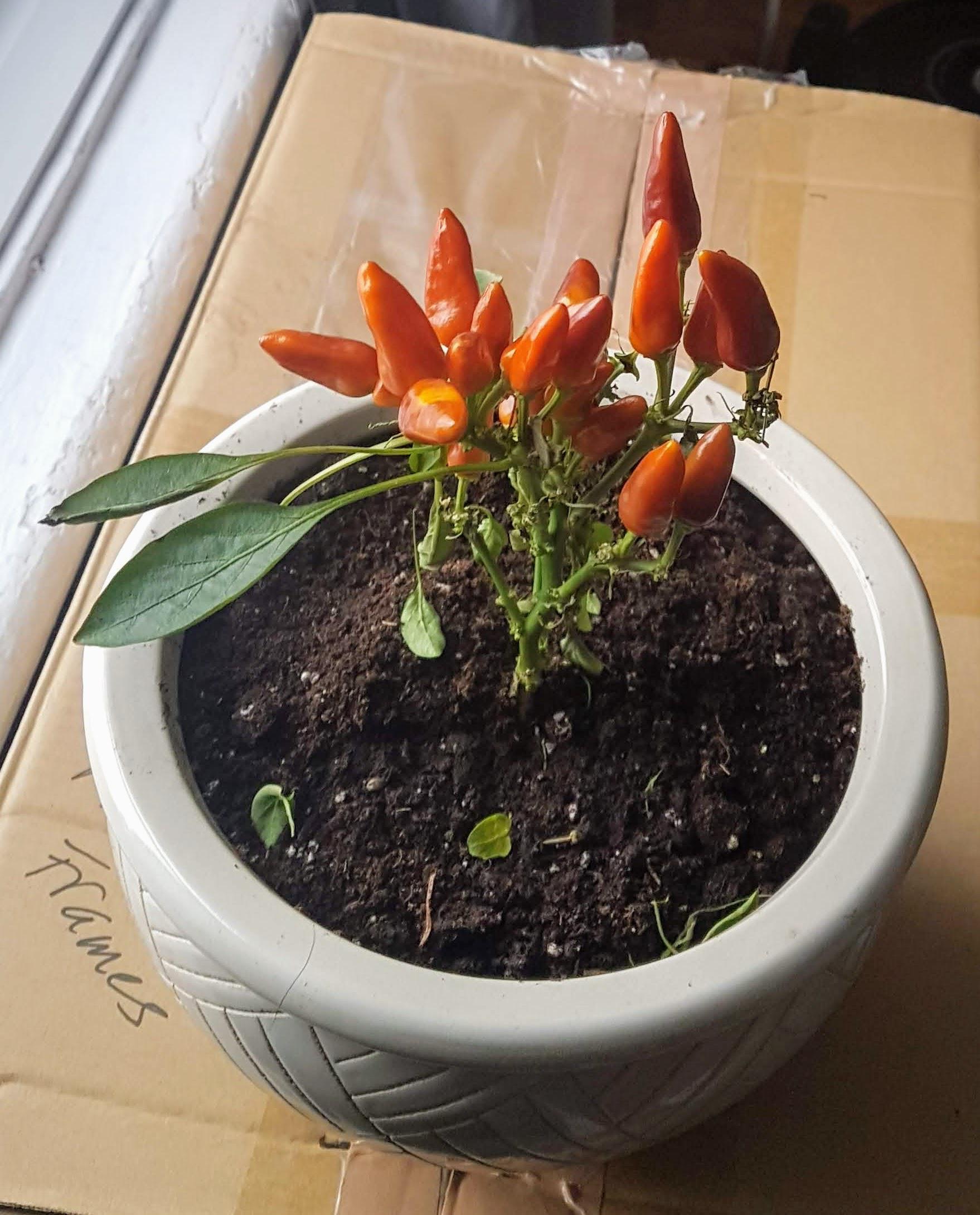 I picked this pepper plant up for 1.00, since it is sick. I have re