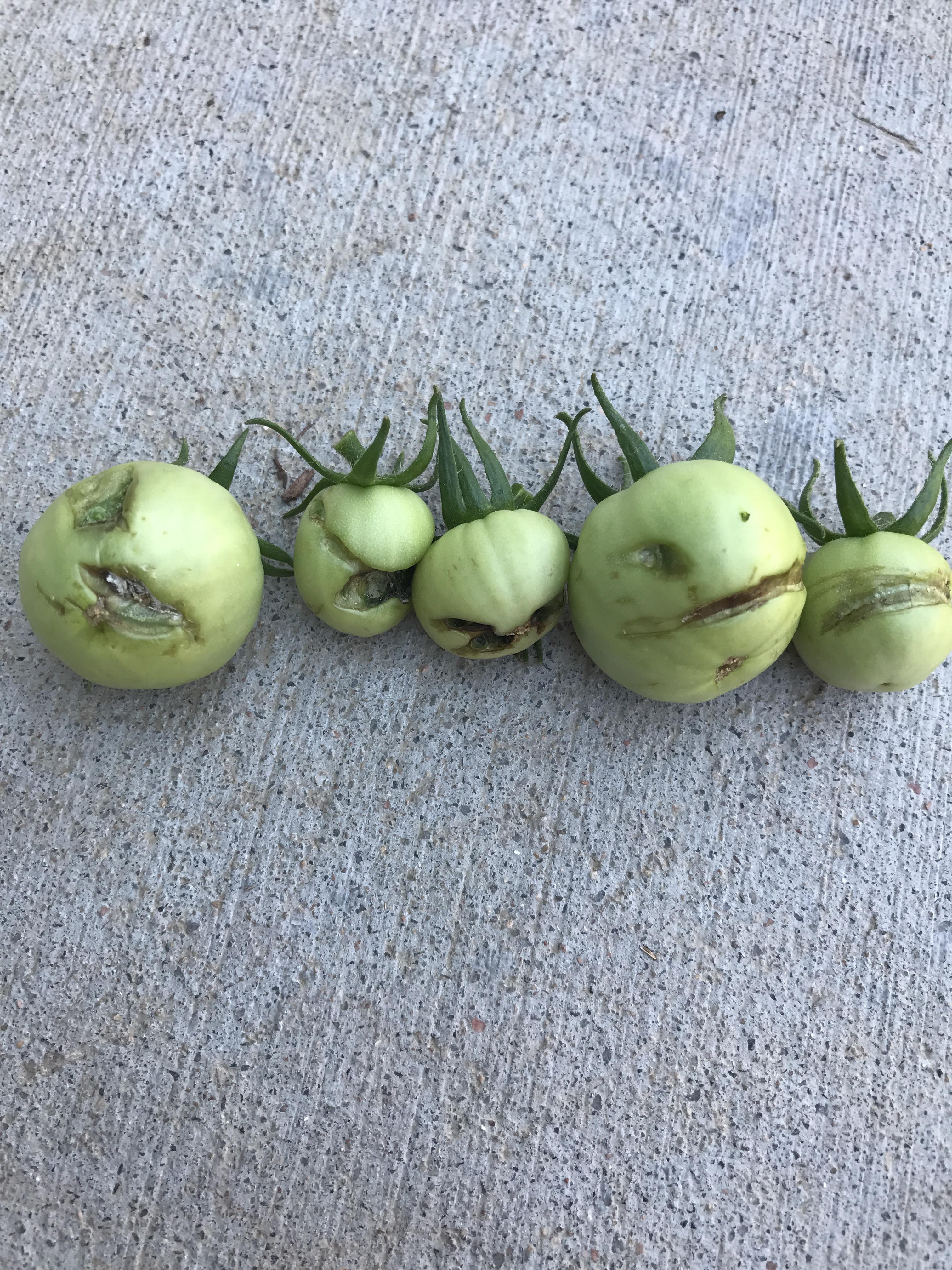 New to gardening. Something is eating my tomatoes. What is it and how