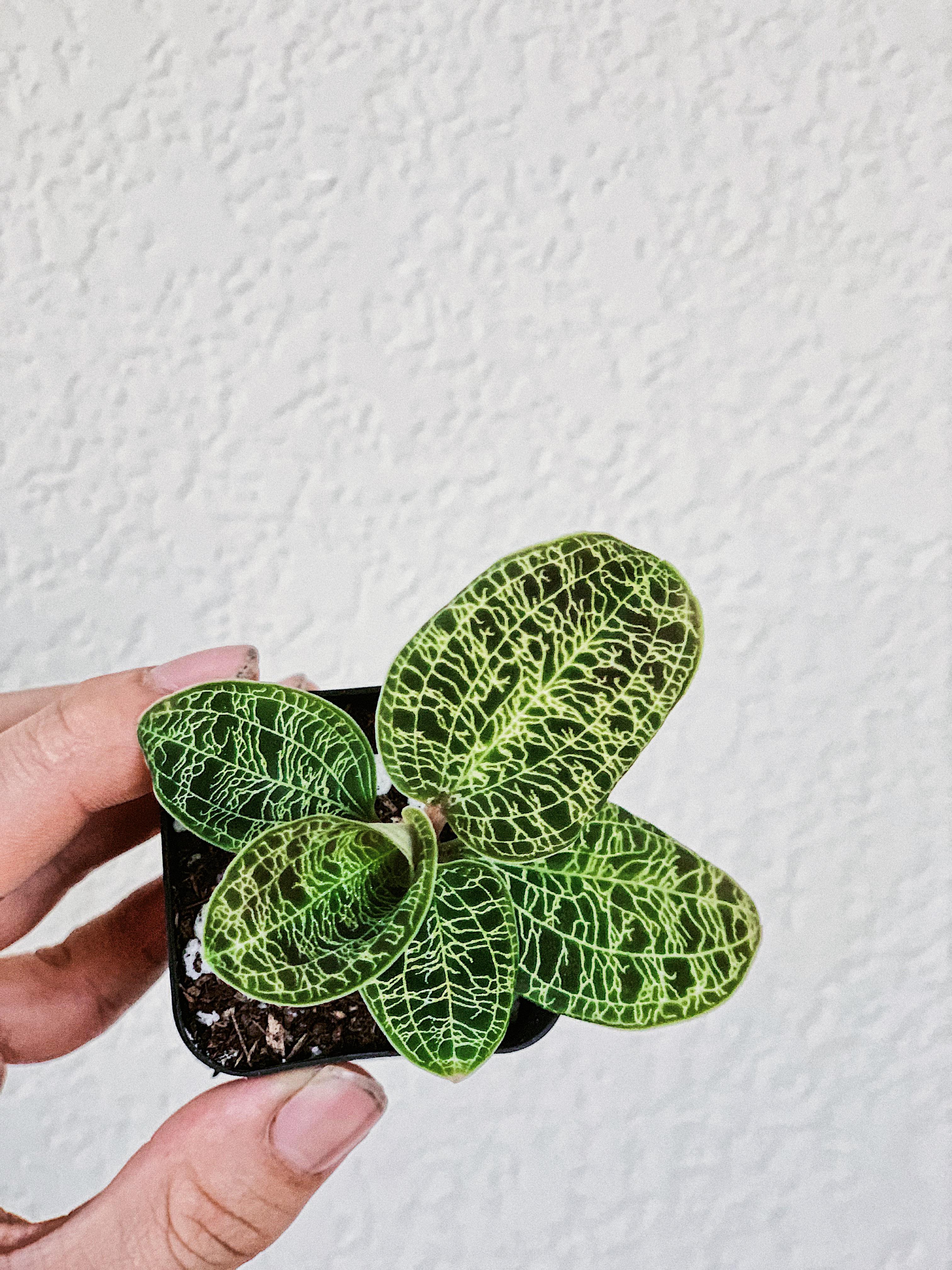 any care tips for the lightning bolt jewel orchid? 🥰🌿 would love any