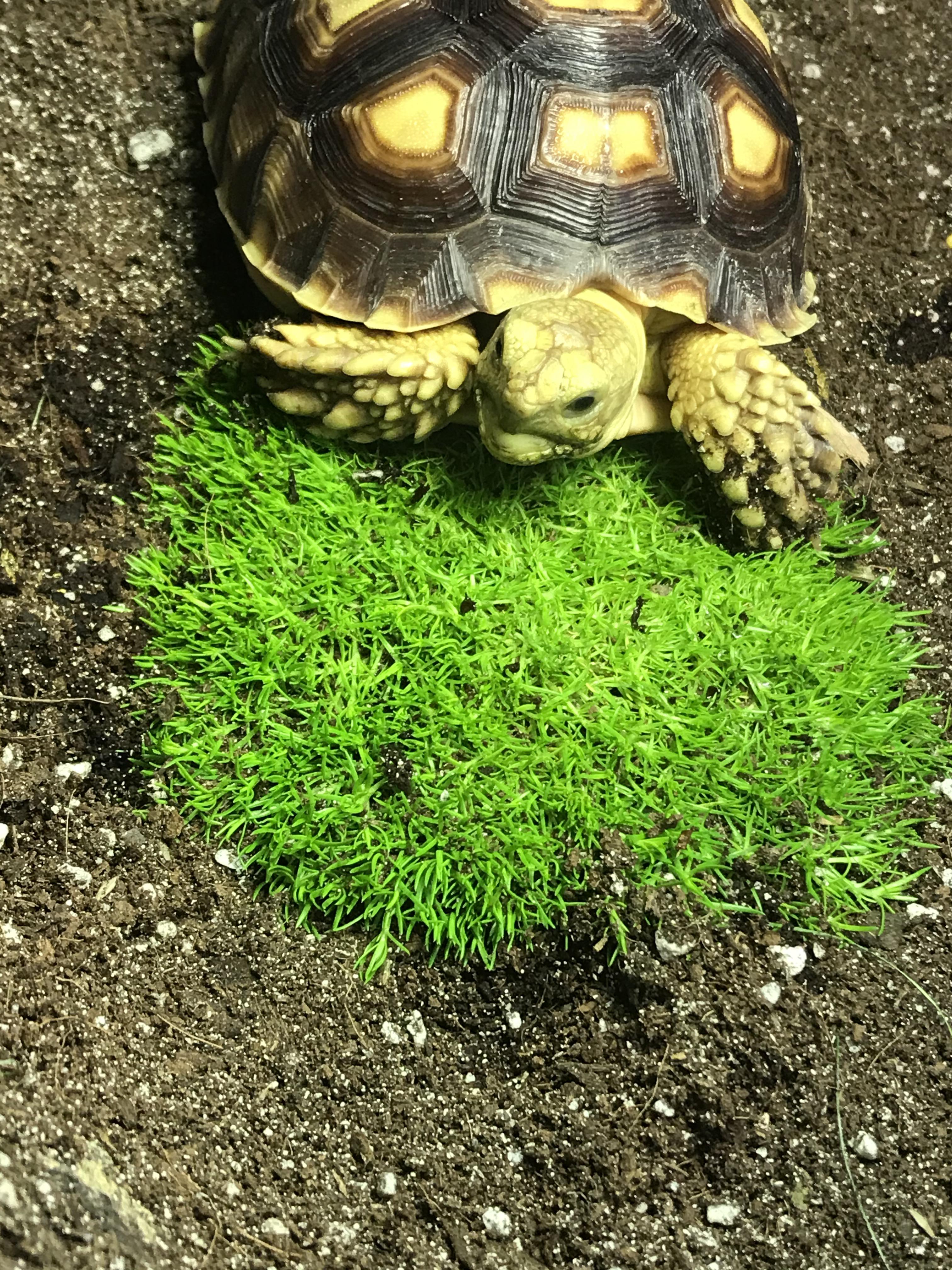 Lovin his new moss patch. r/tortoise