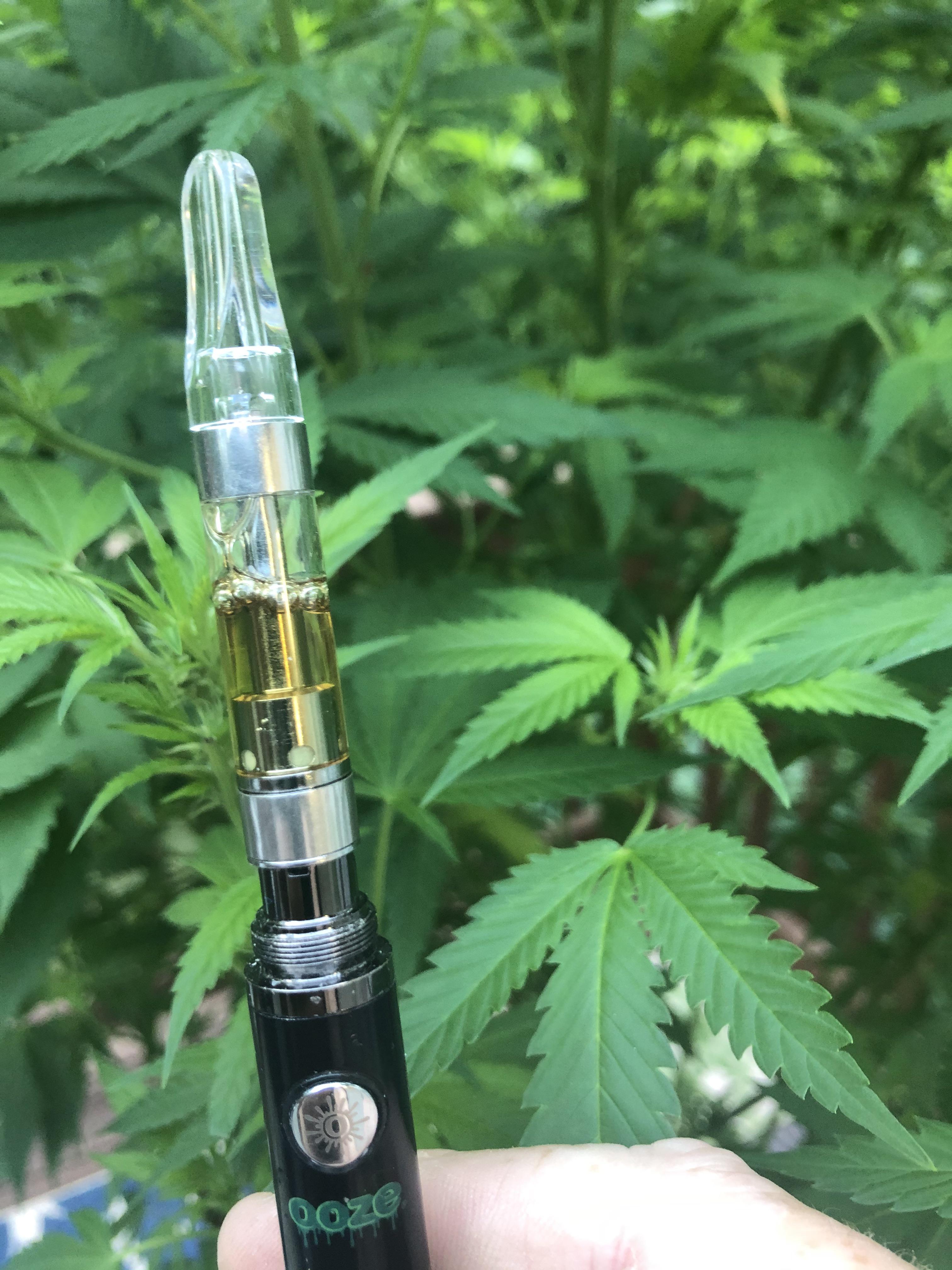 Best vape carts I have come across. Green Xtracts Express cannabis