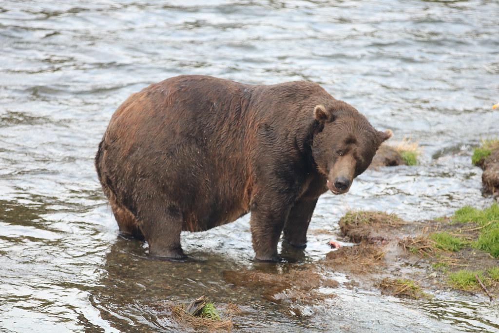 Meet 32 Chunk, one of the absolute units of Katmai Park's Fat Bear Week
