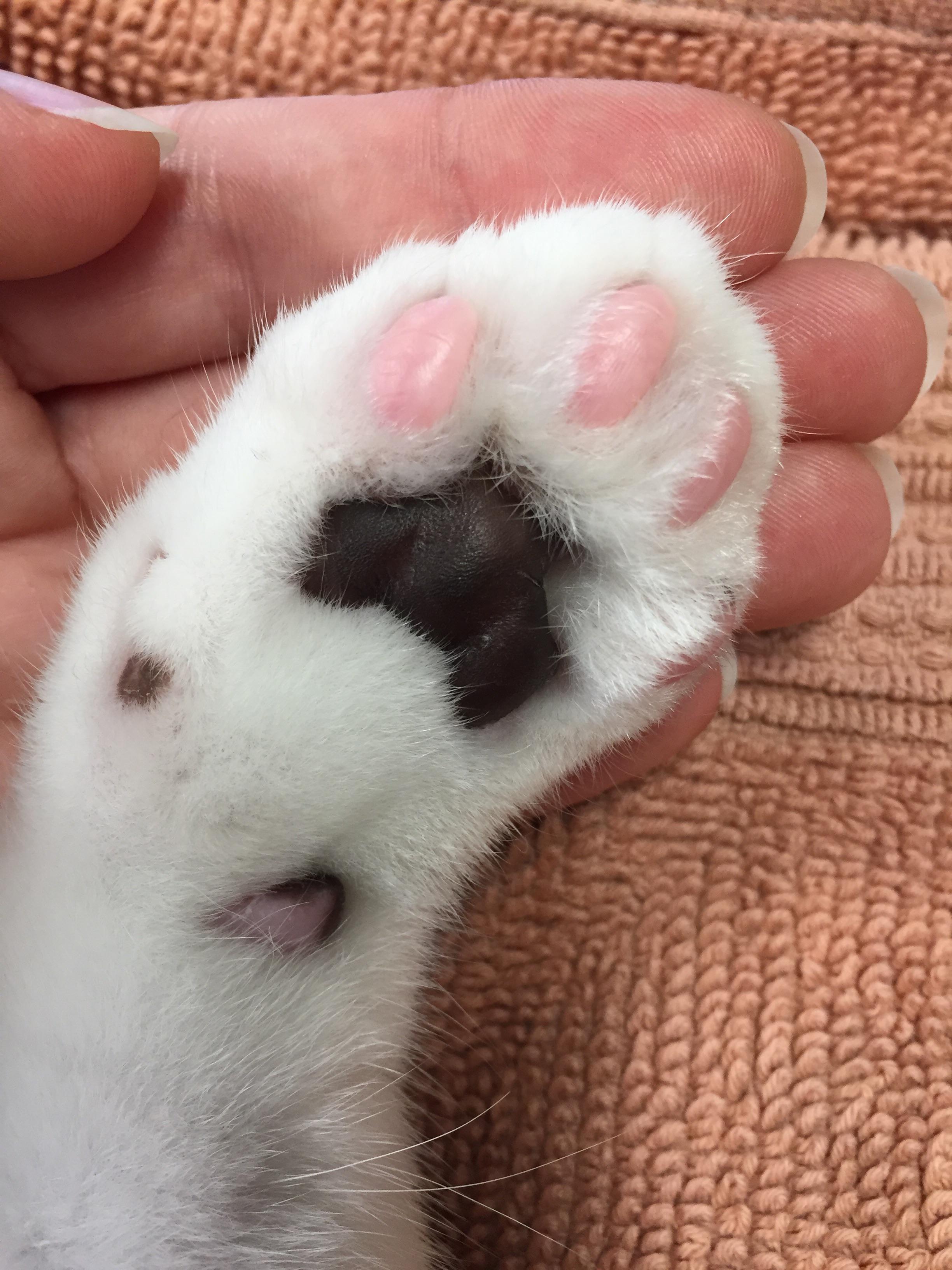 Beans, beans, they’re good for your heart. r/aww