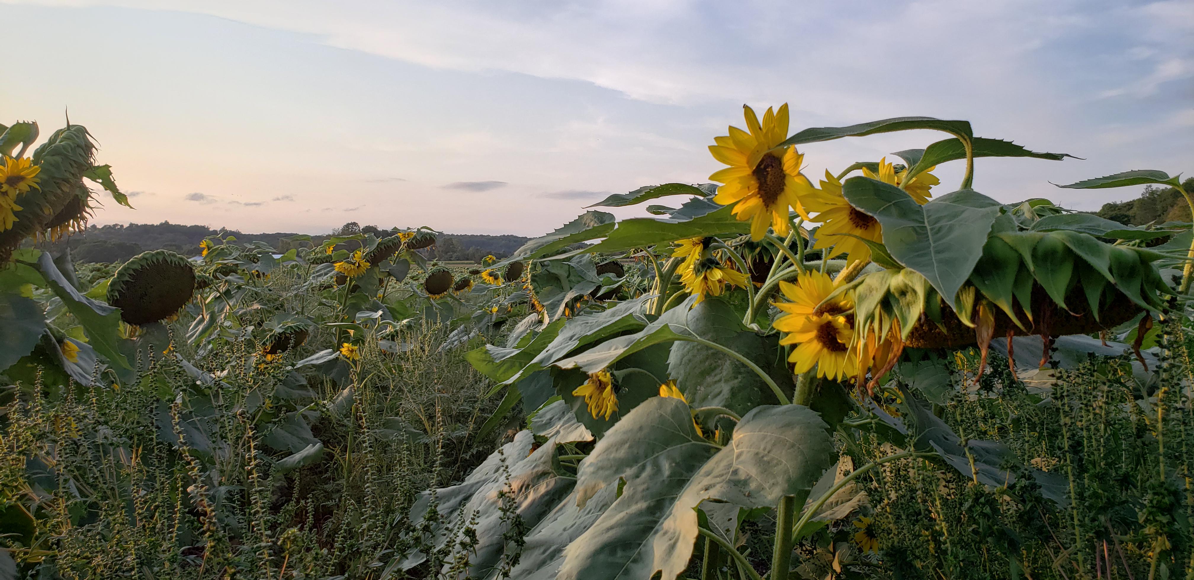 It's sunflower time in North Branford again.... r/Connecticut