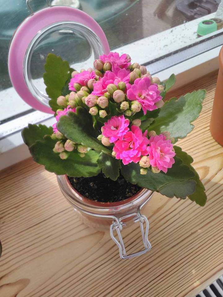 [Ireland] [Indoor] What is this plant?? r/whatsthisplant