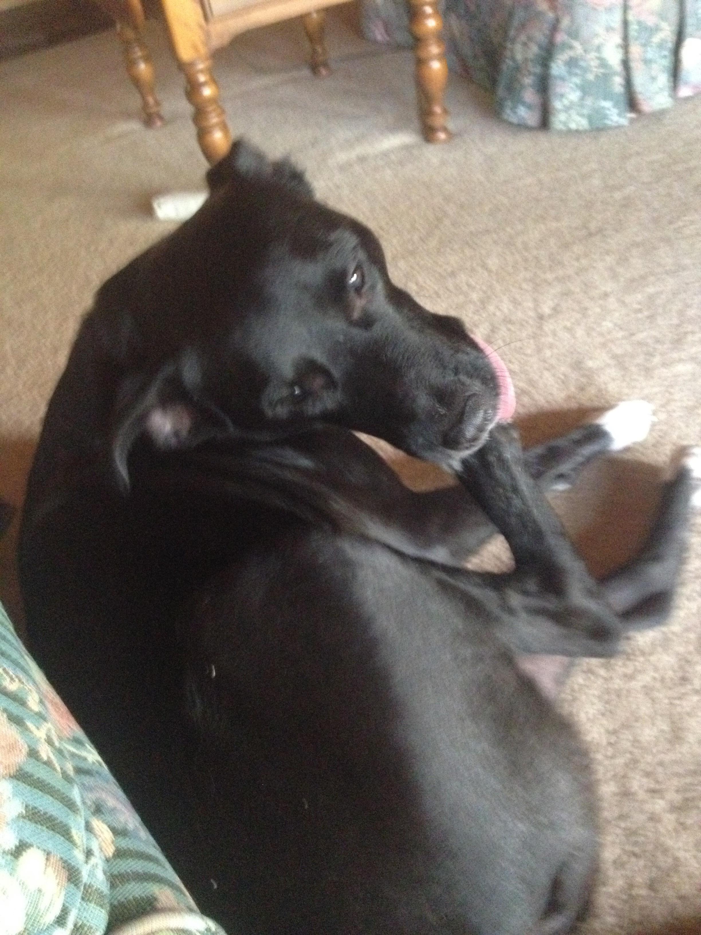 Just casually sticking his foot in his mouth r/WhatsWrongWithYourDog