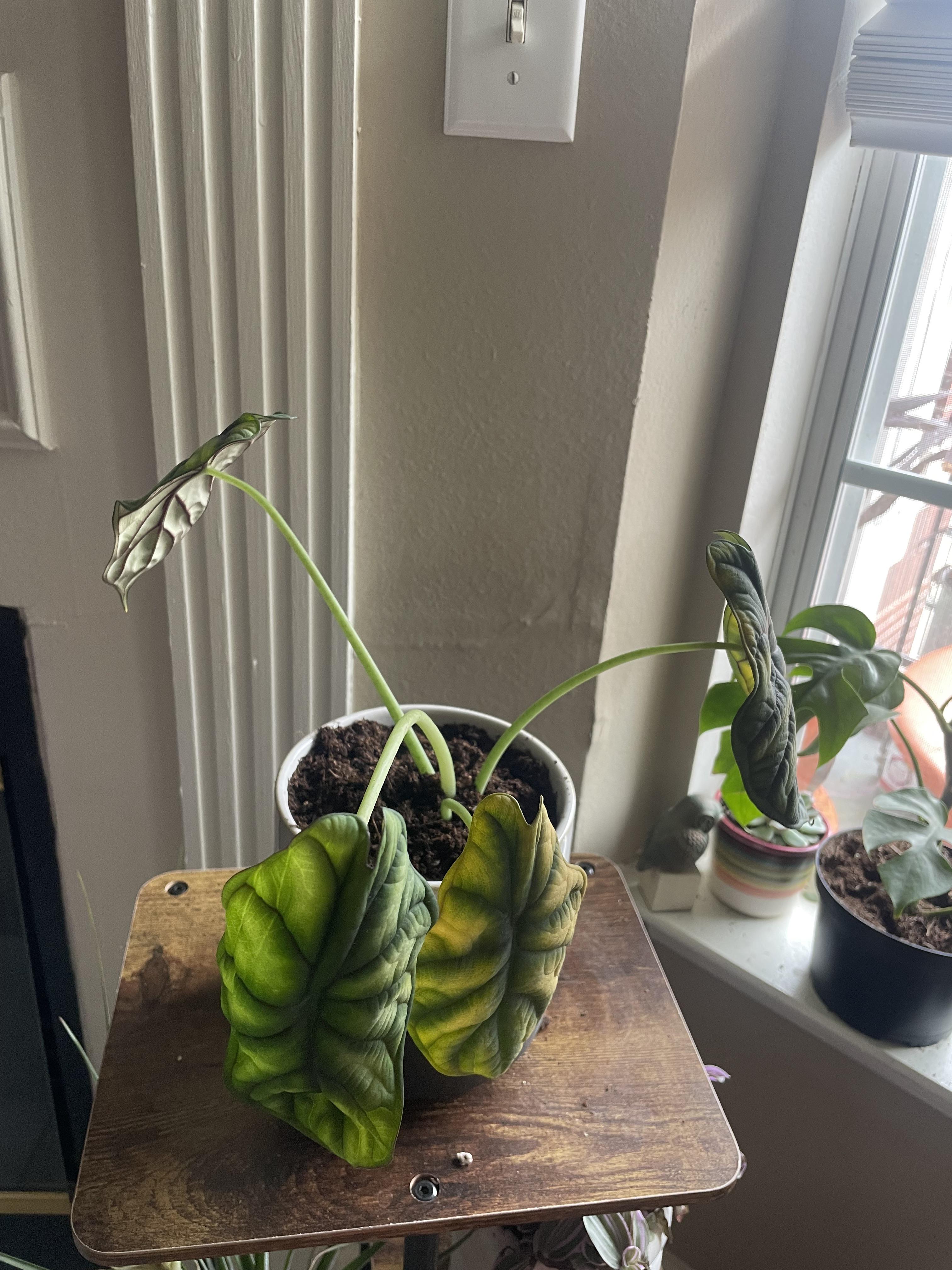 Help! r/houseplants