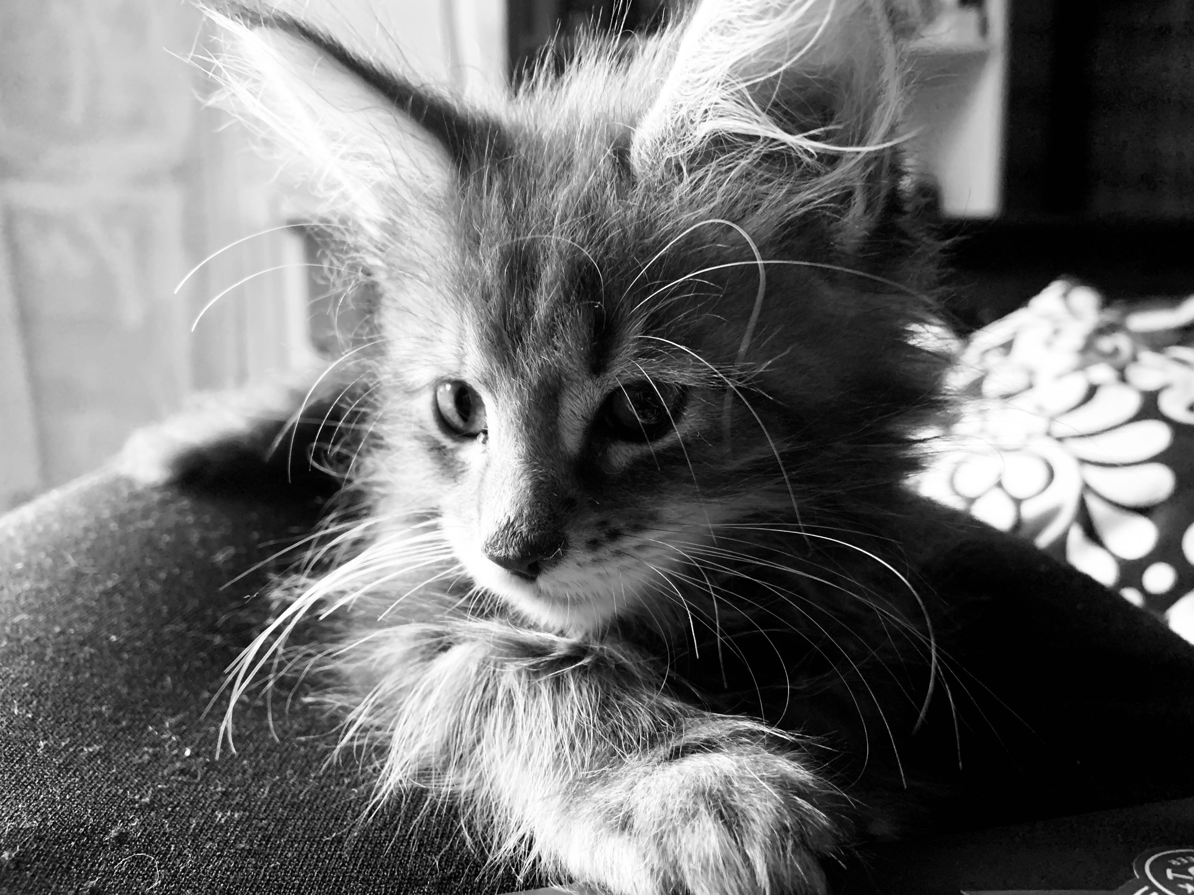 Meet Milo (10Weeks Old) r/MaineCoon