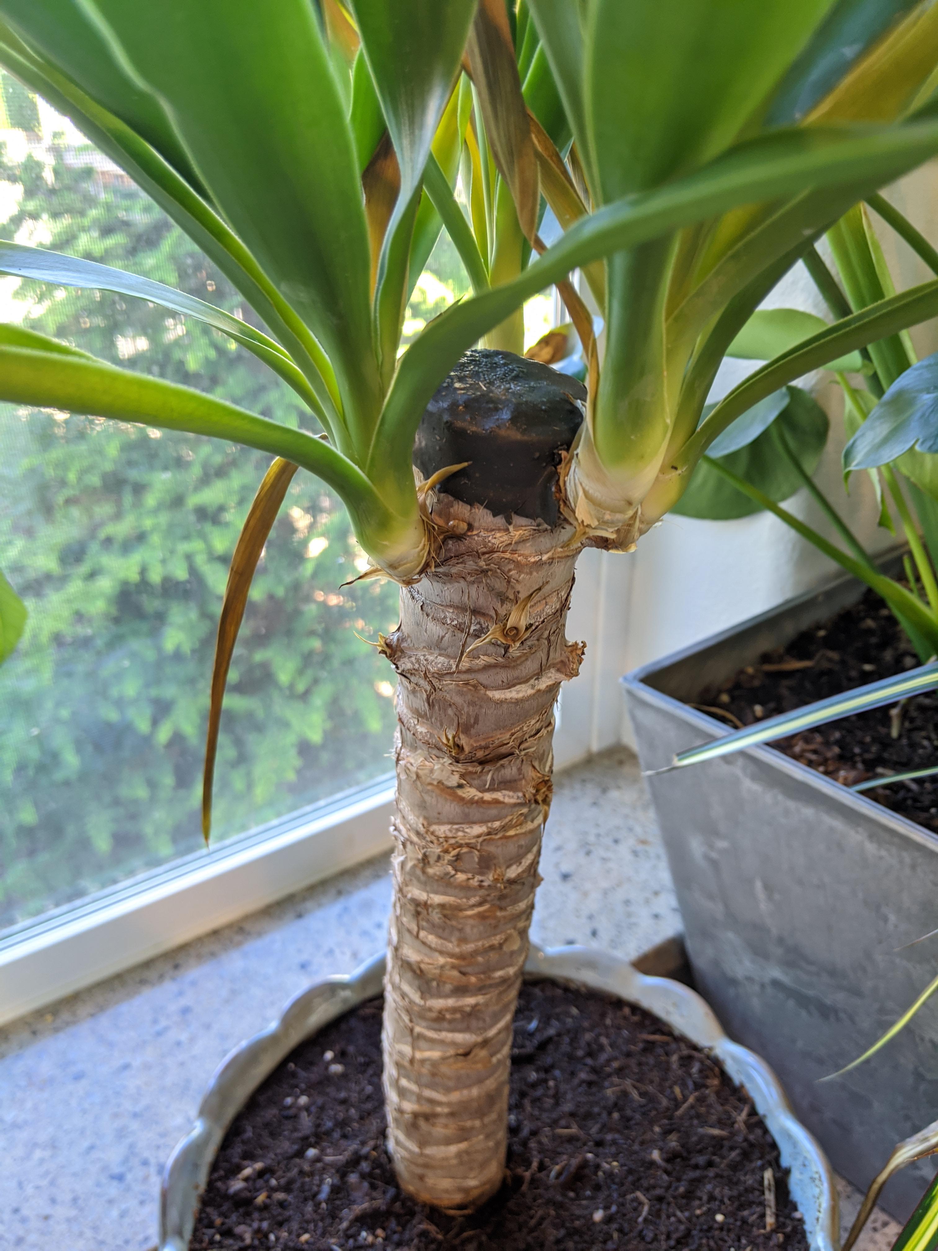Should I remove the black cap on this yucca plant if I want it to grow