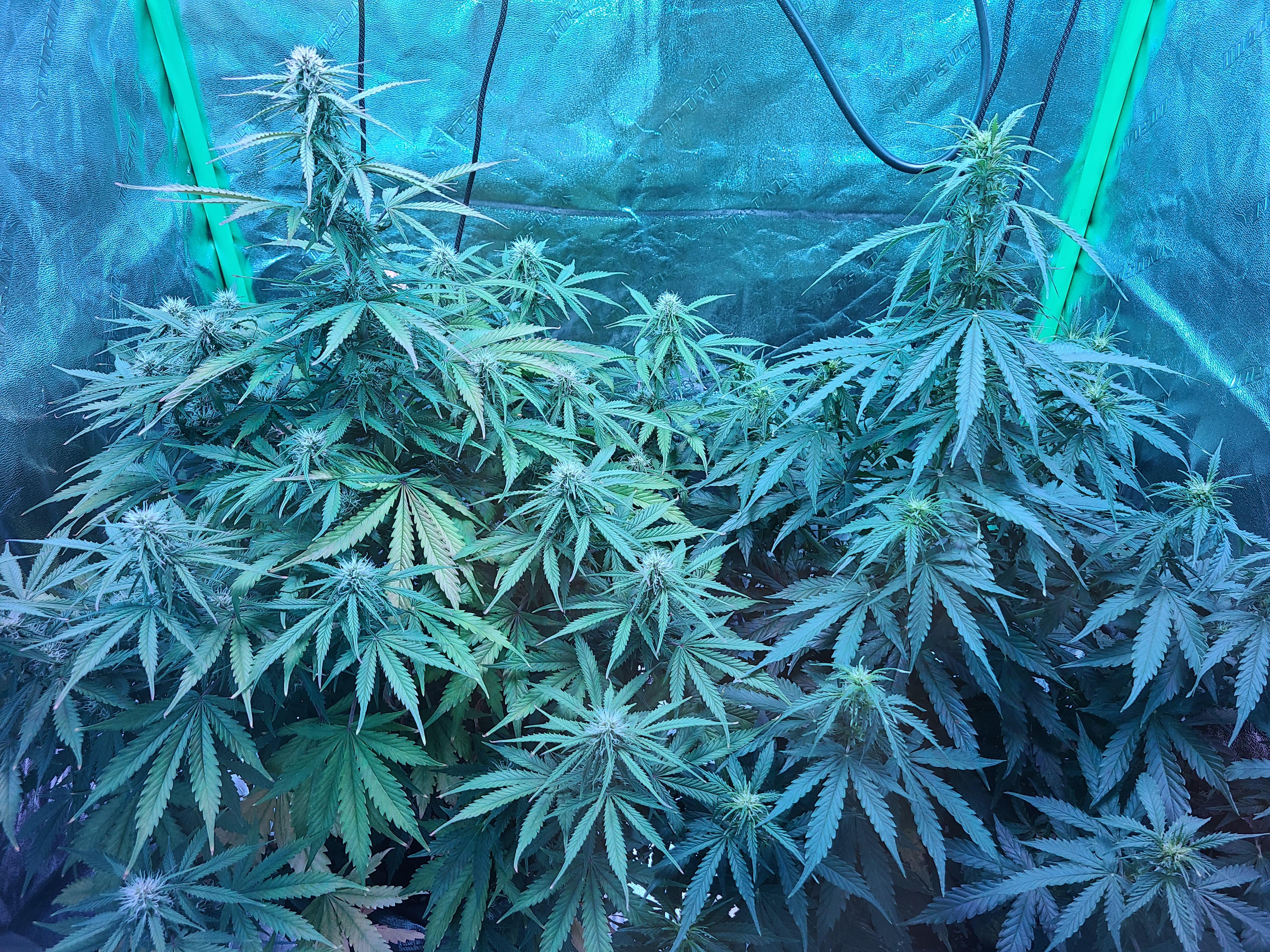 Northern lights auto fem. Left, day 56 (F29). Right, day 44 (F16