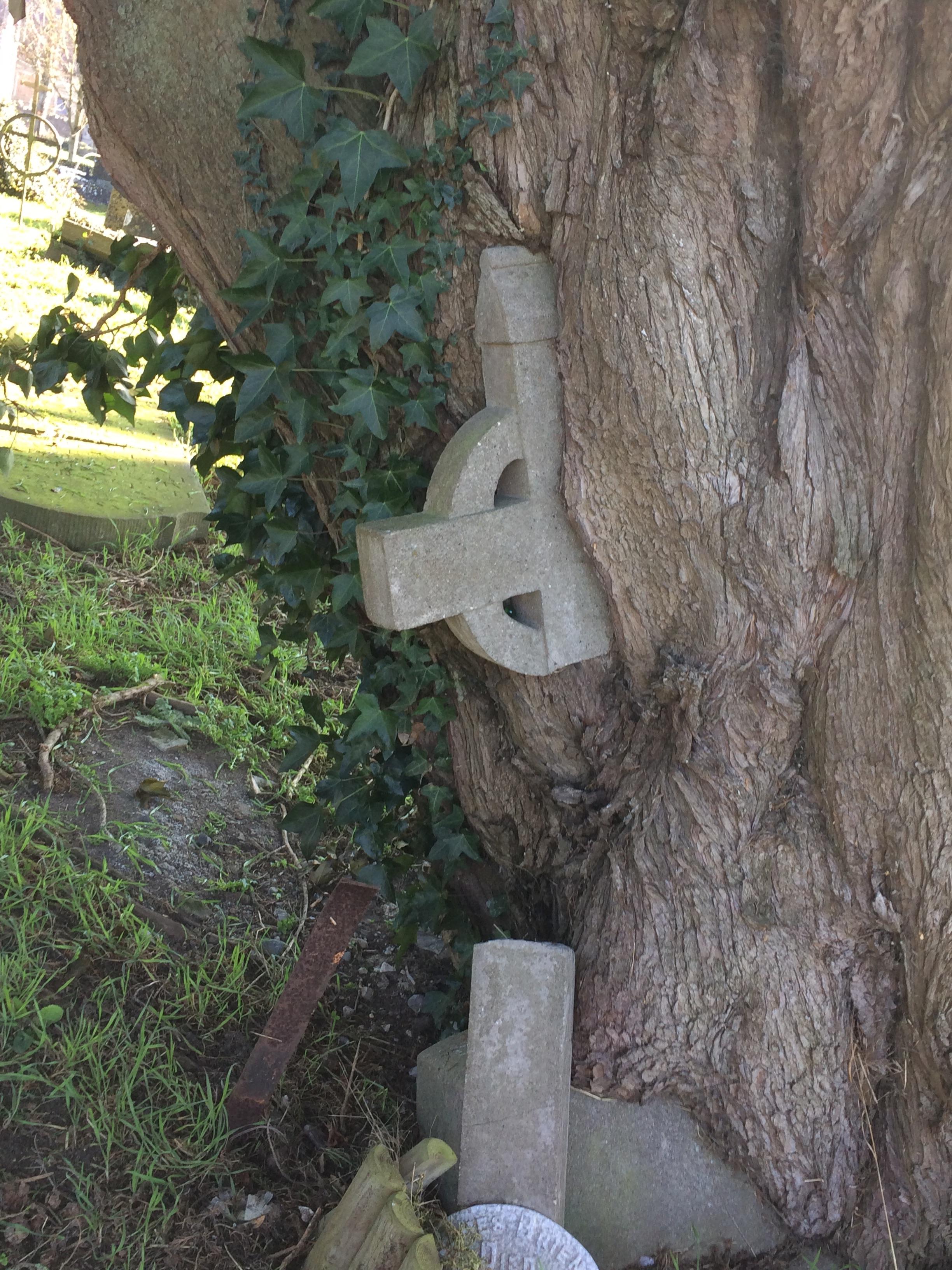 This tree grew over a grave stone and took the cross with it