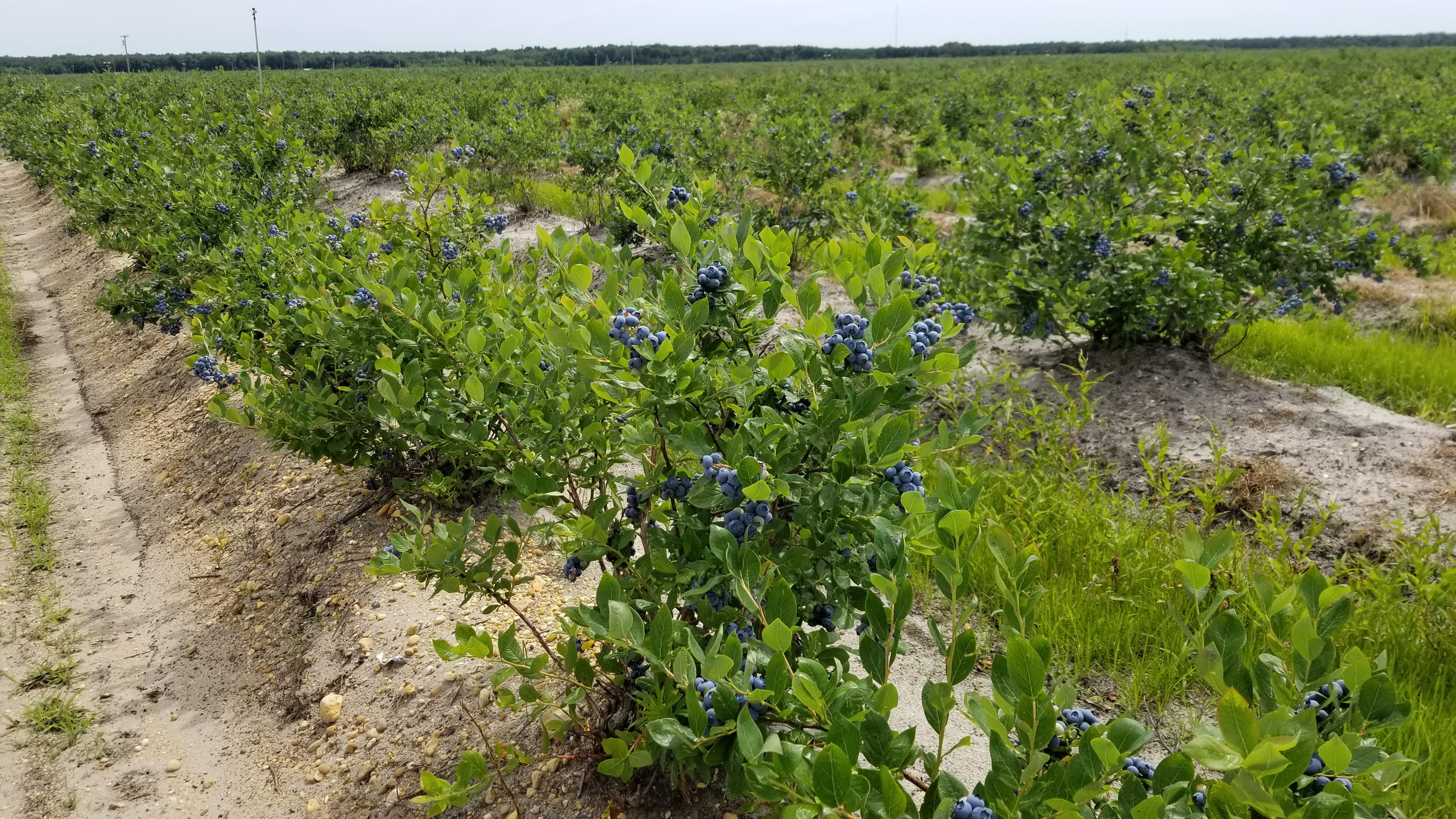 to the Blueberry Capital of the World! r/farming