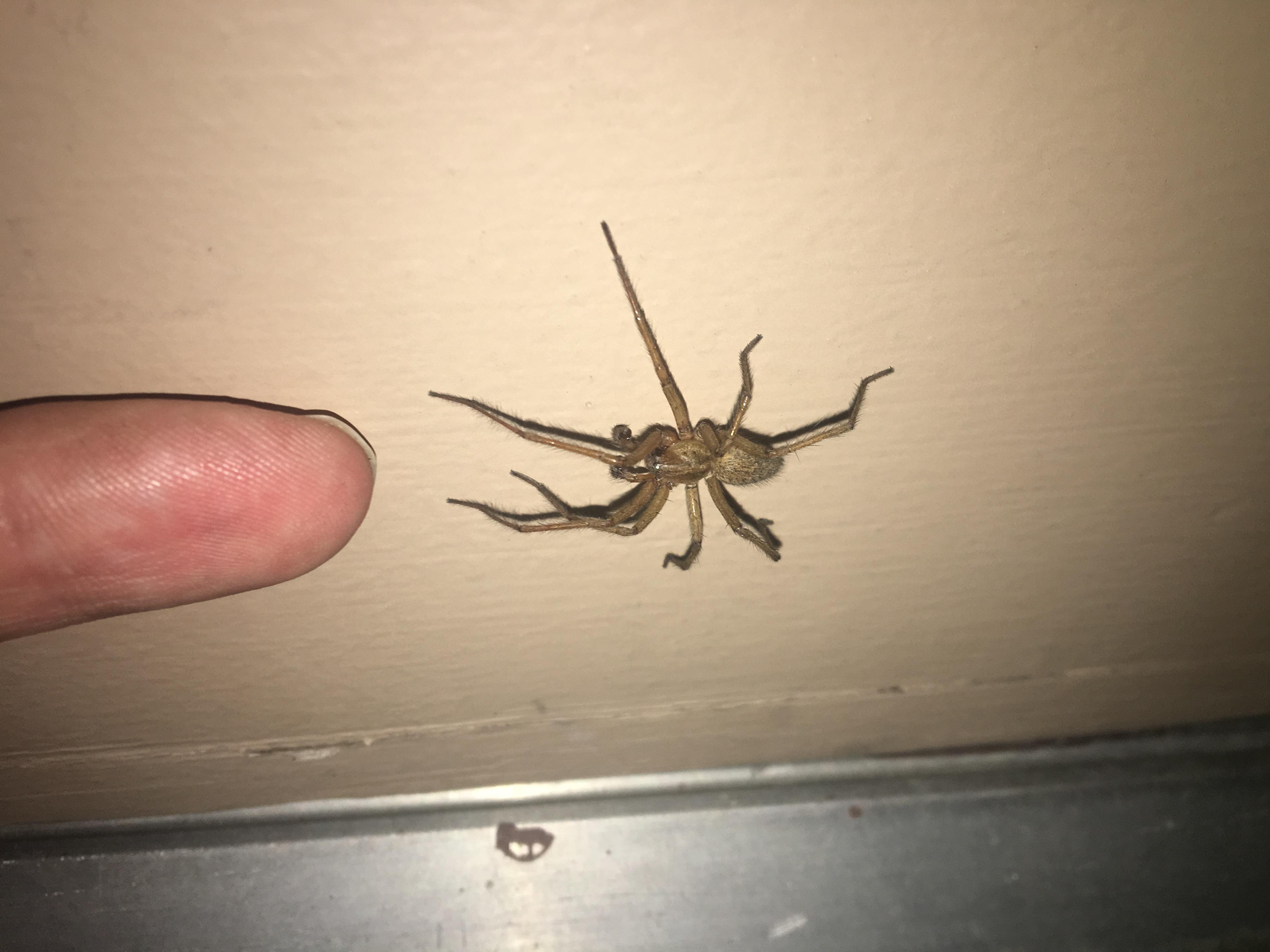 Largest ?Hobo? spider I've seen. Found in northern Utah. r/spiders