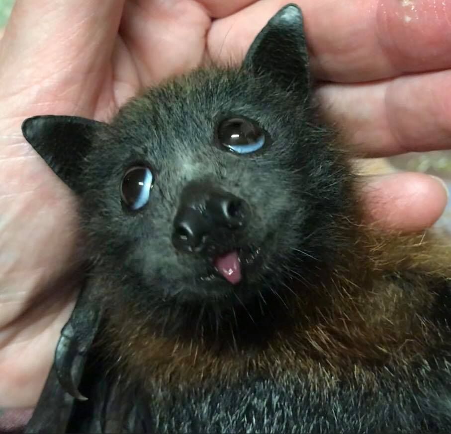 Baby Bat Tiny Derp r/Eyebleach