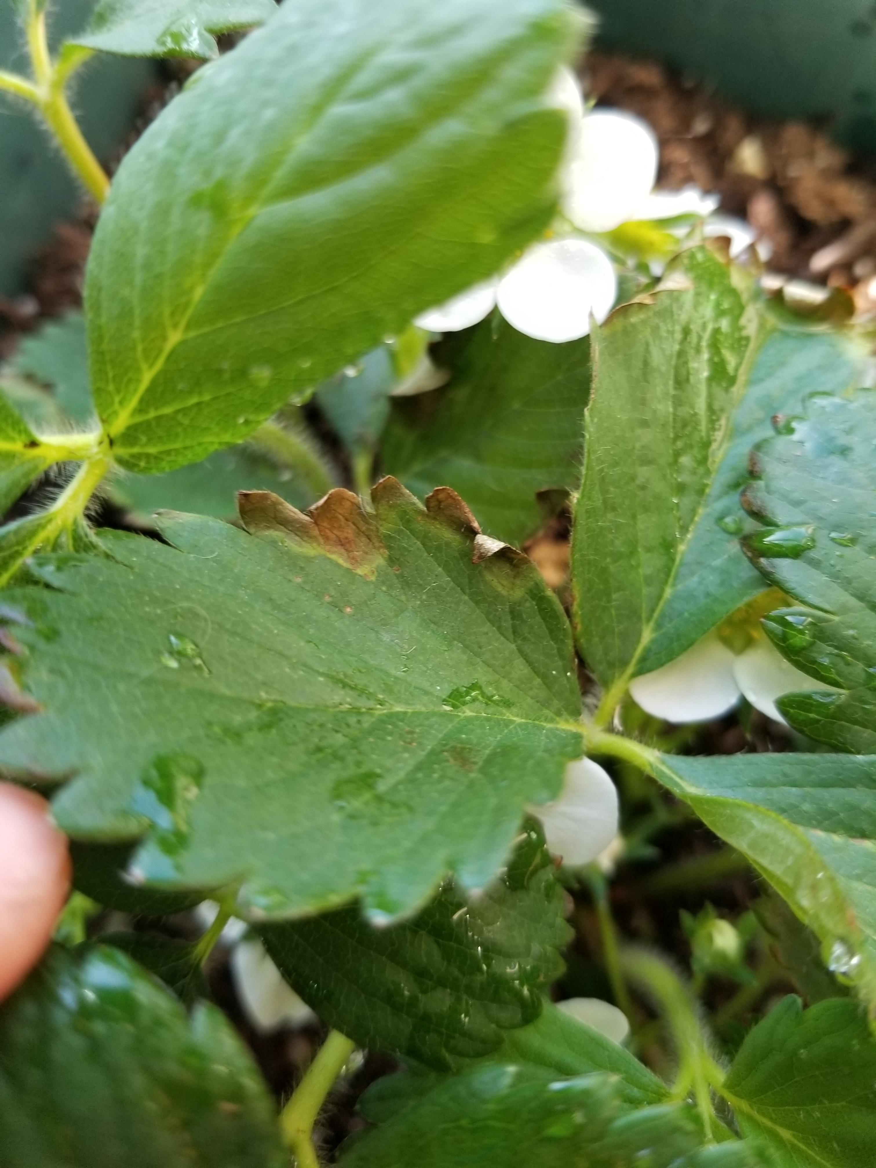 I recently brought home some strawberry plants and theyve been growing