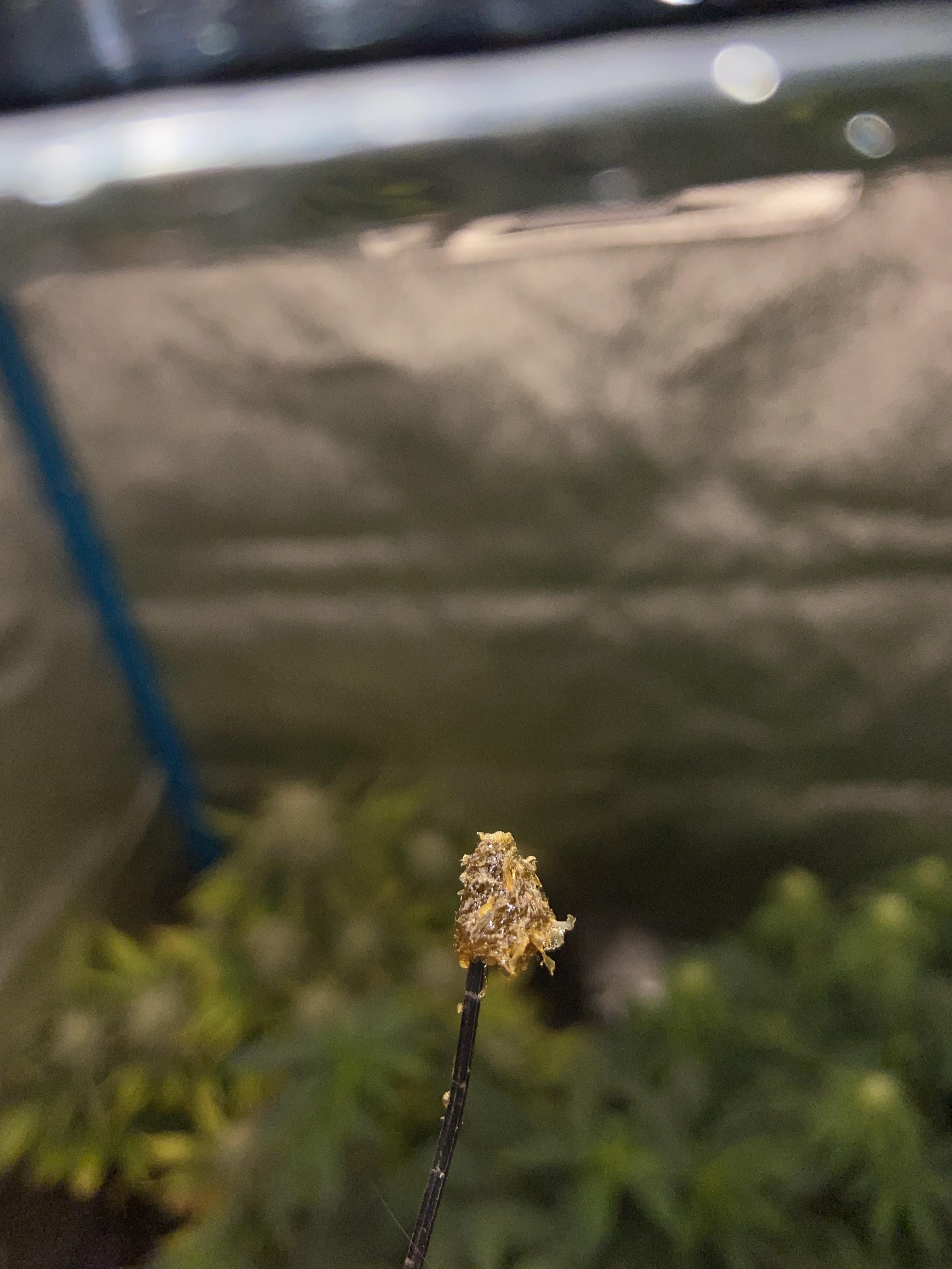 First ever press flower rosin 120 micron, flower grown in house pumped