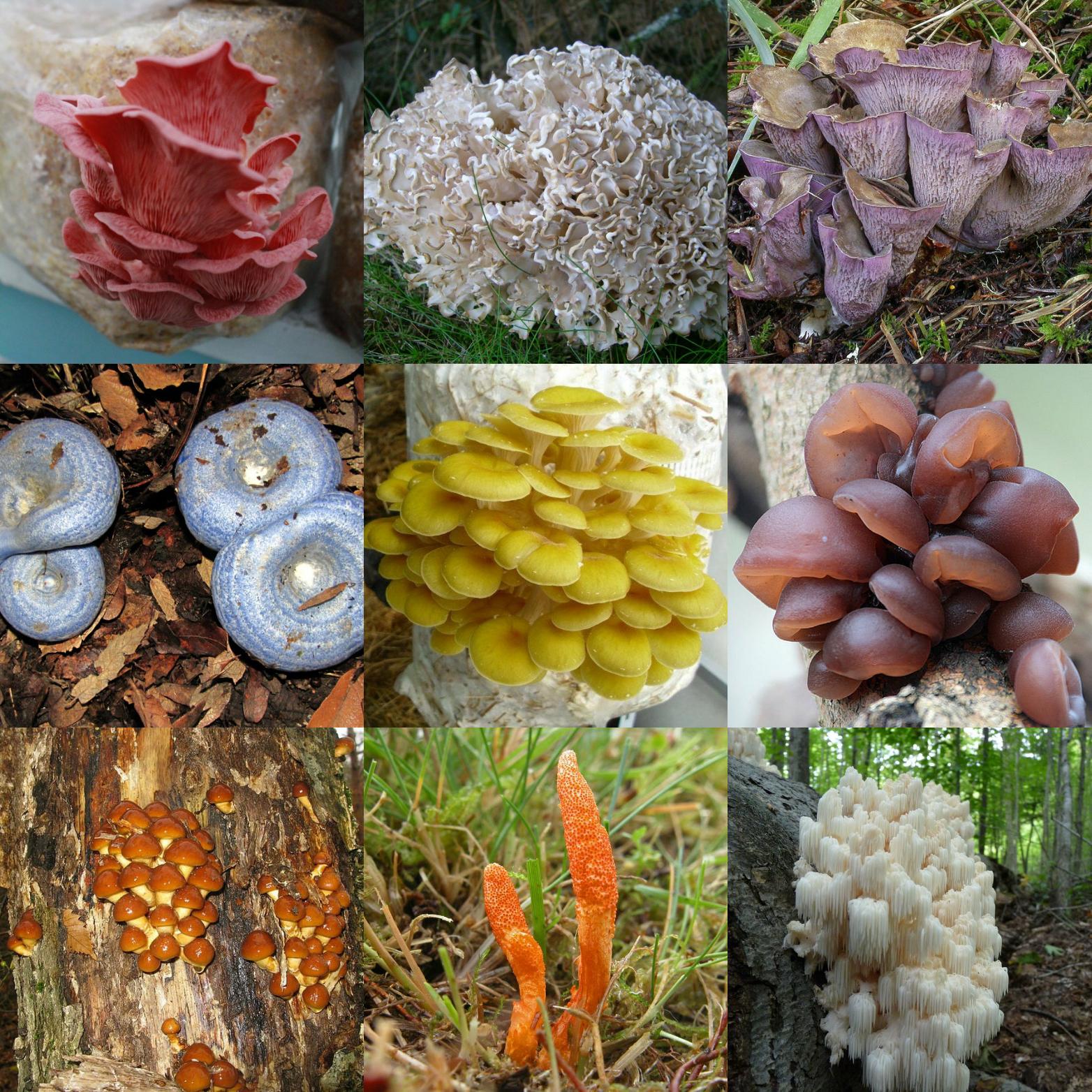 Is it possible to use mushrooms in a terrarium? Wanna attempt mimicking