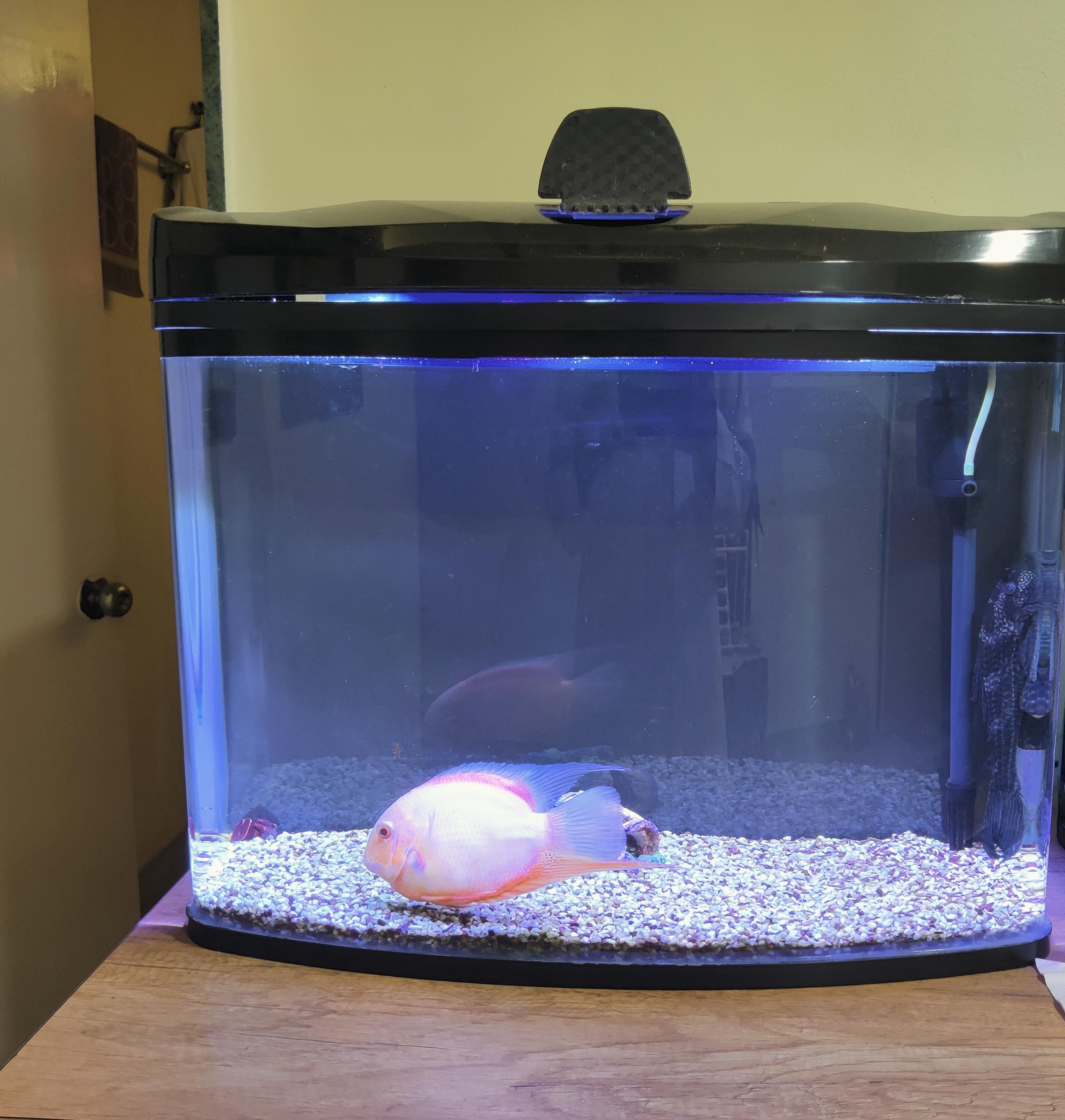 My relatives think their fish is happy. I feel this is a prison for a