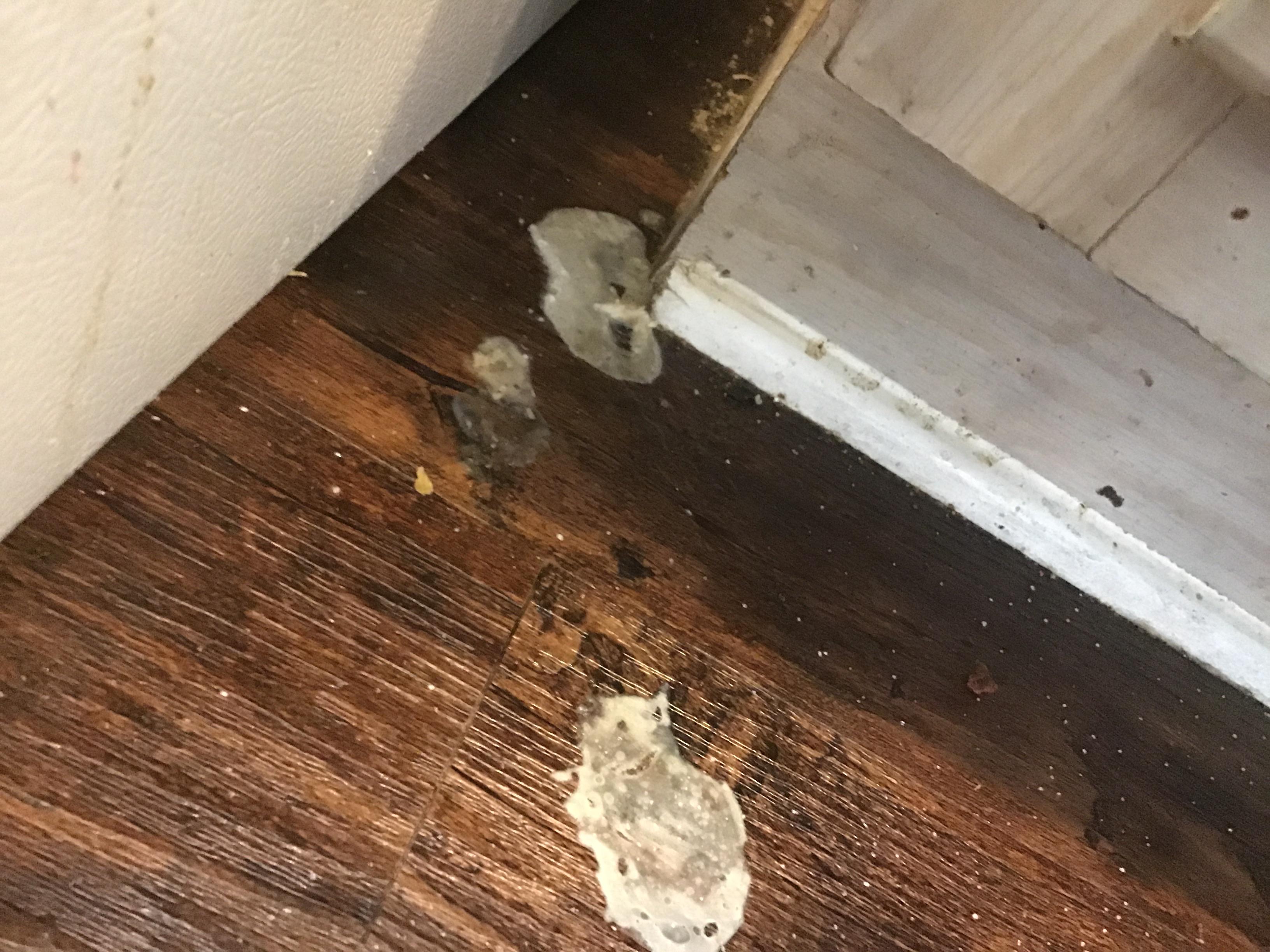 I think it’s mold not sure,but how do I get mold off of the floor in
