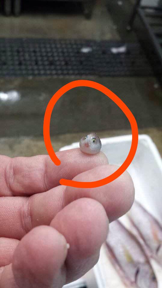 are pets allowed in dorms r/TorontoMetU