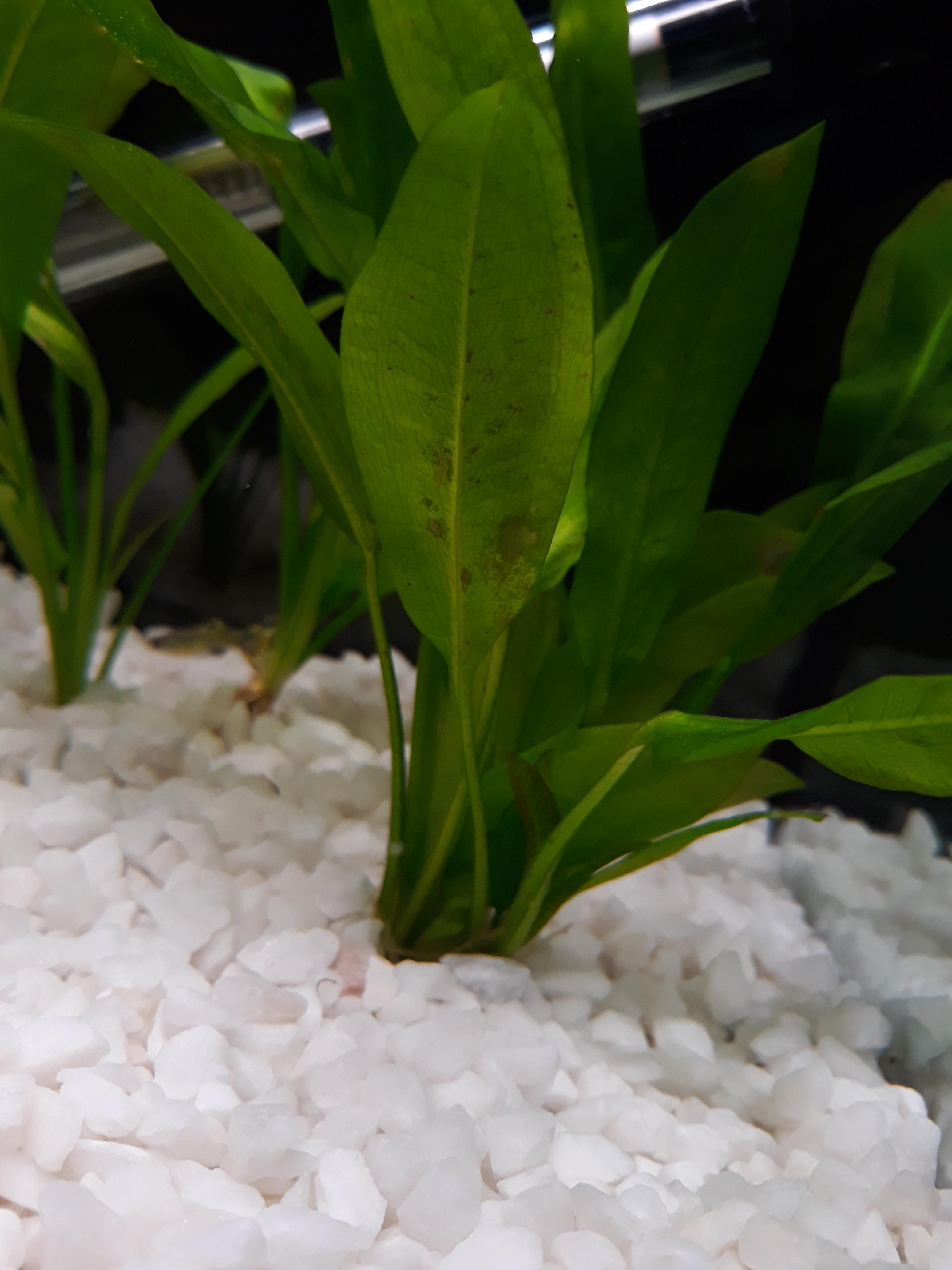 Why is my Amazon sword looking like this after a week of seachem