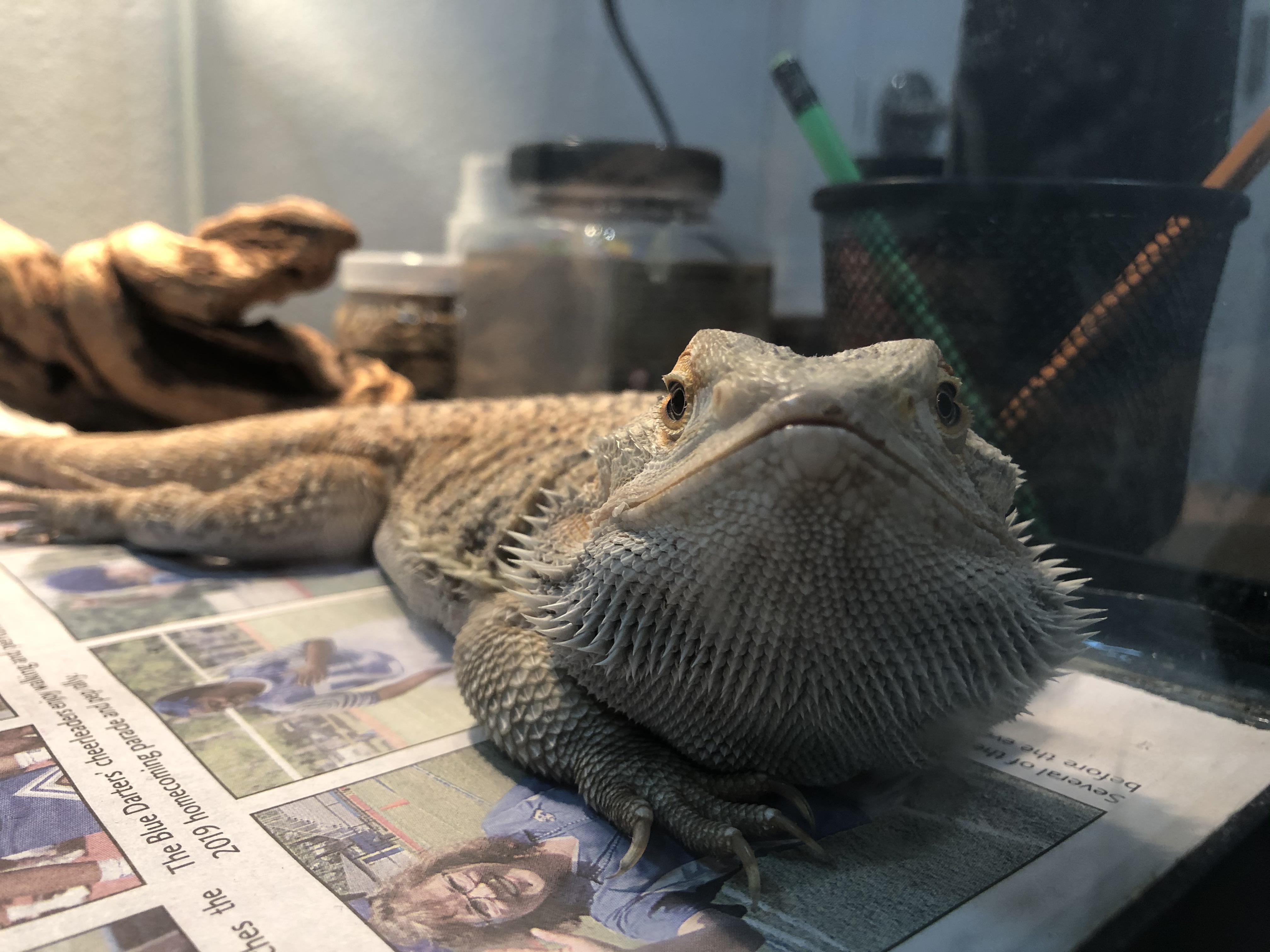 Almost 2 years old!! My bearded dragon, Pancake r/BeardedDragons