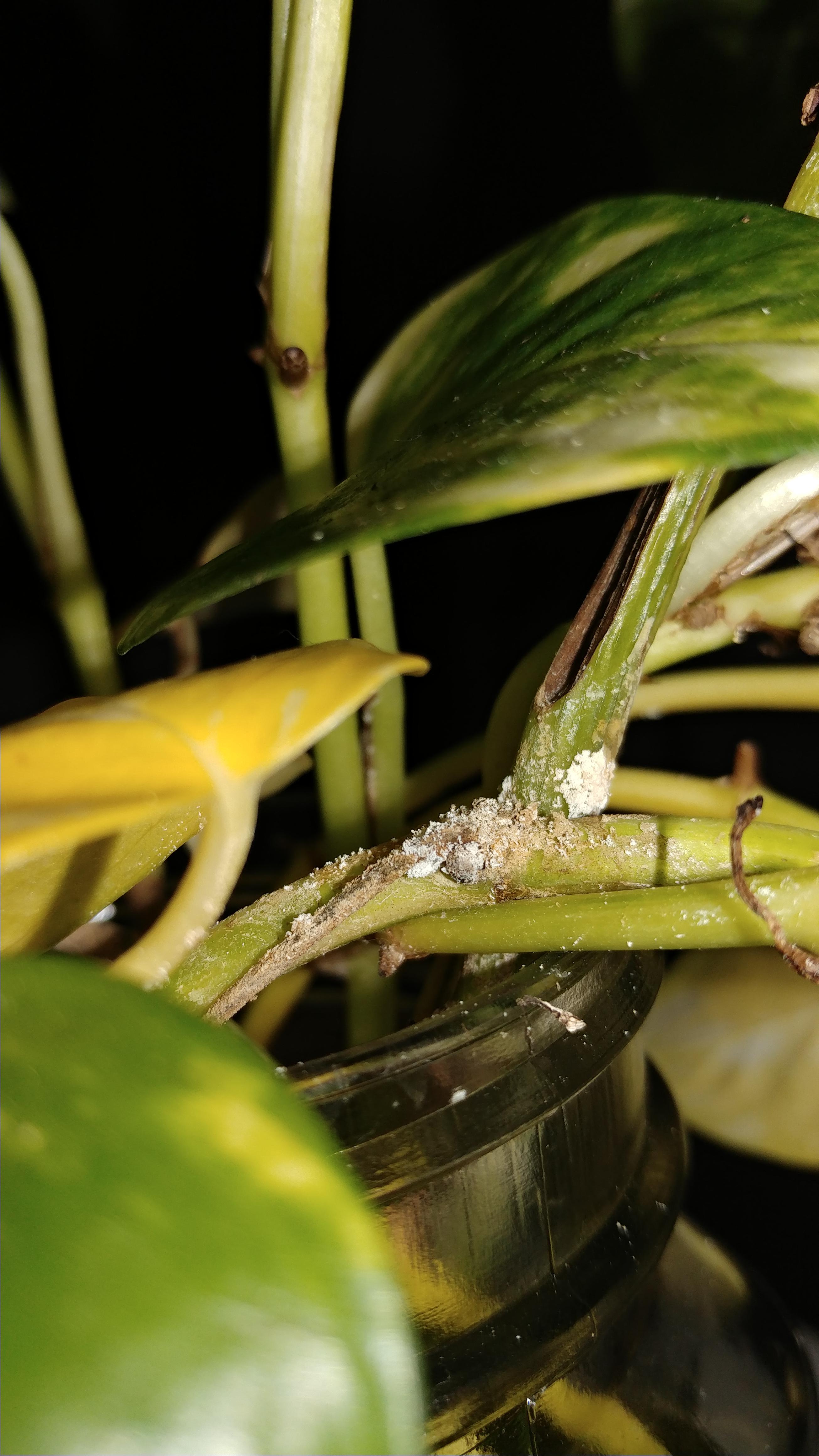 What is this white stuff on my pothos? r/plantclinic