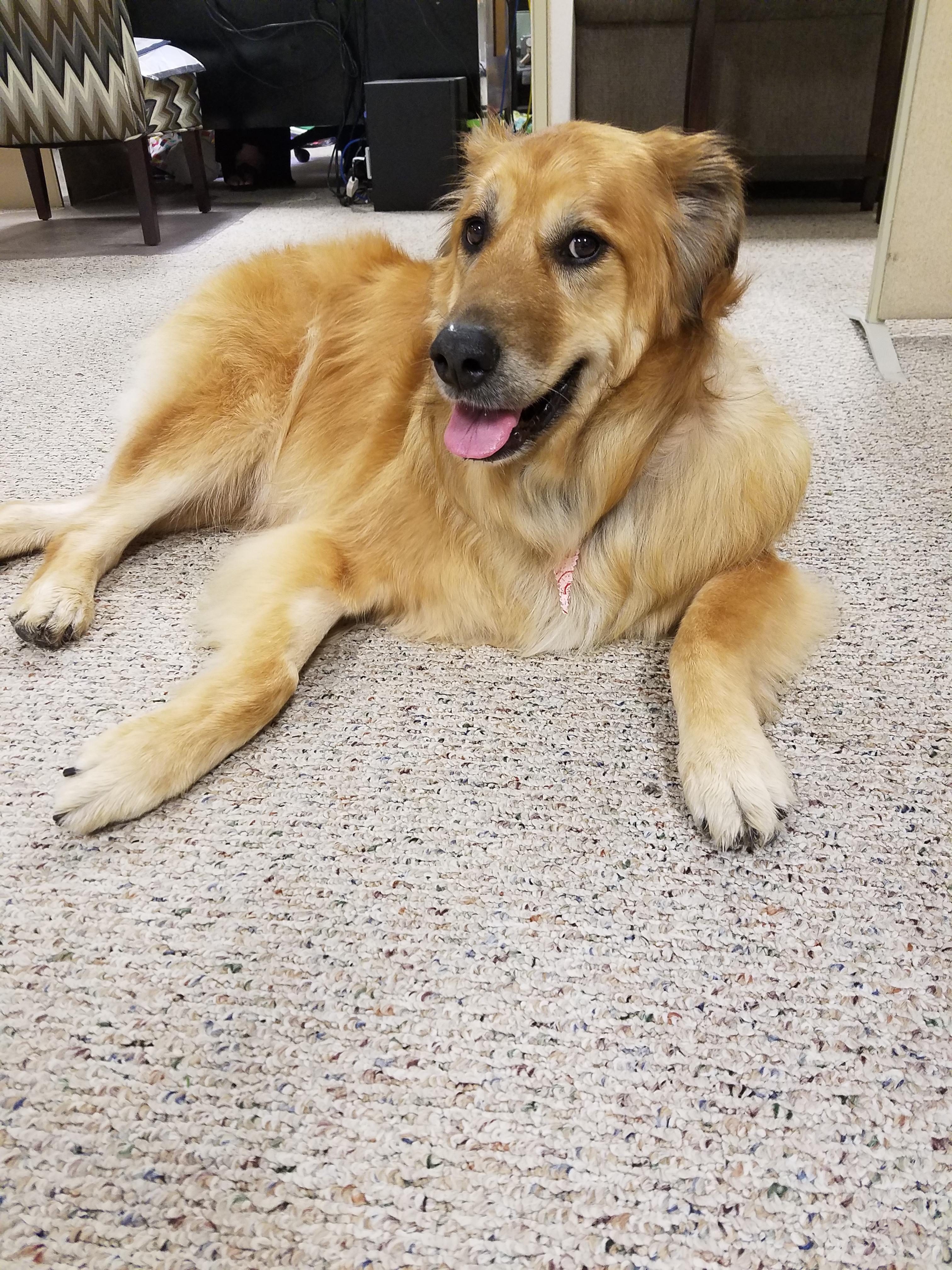 Puppers is all smiles after healing from surgery and getting pampered at the groomer today r