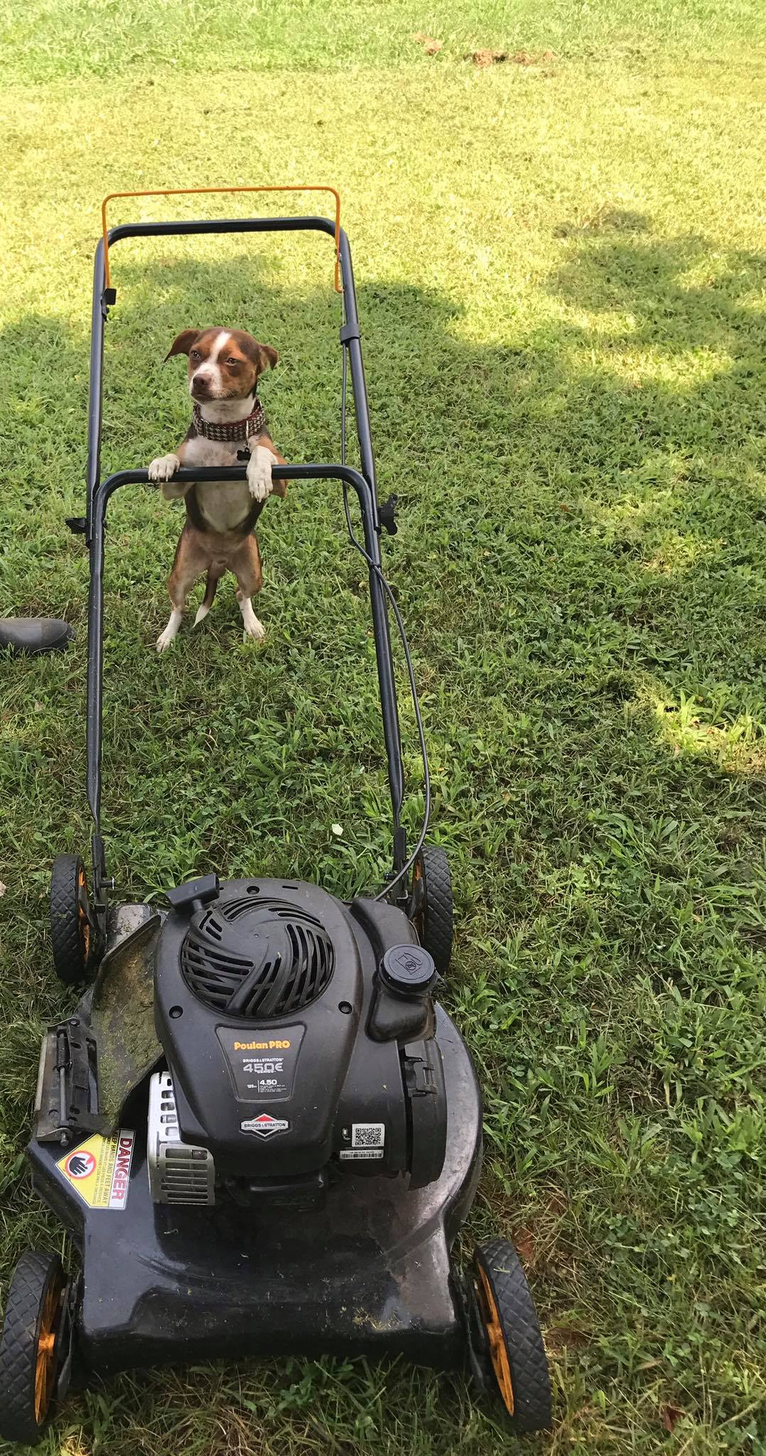 Ever seen a dog cut grass before ? r/aww