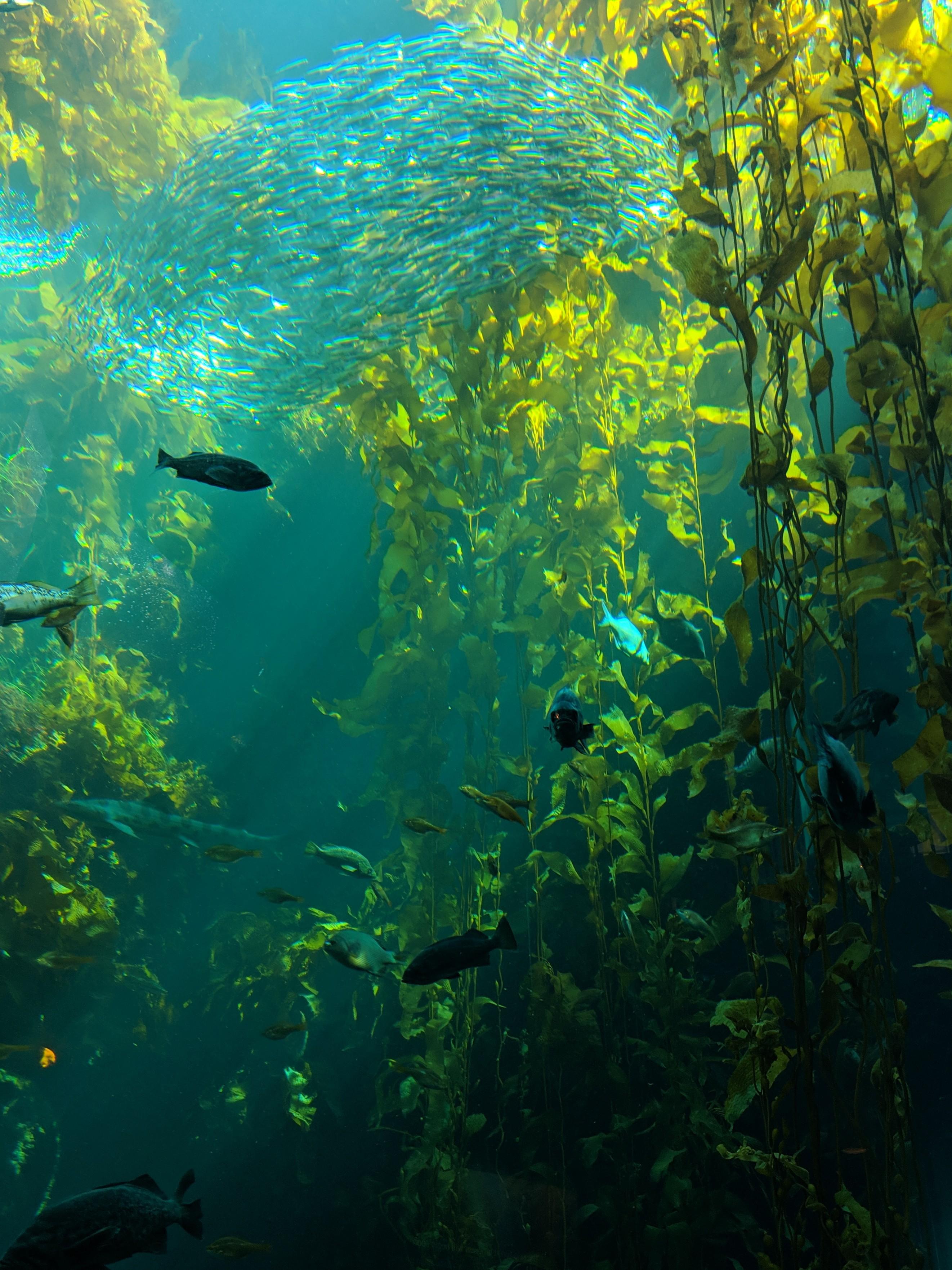 The Kelp Forest at Monterey Bay Aquarium r/seaporn