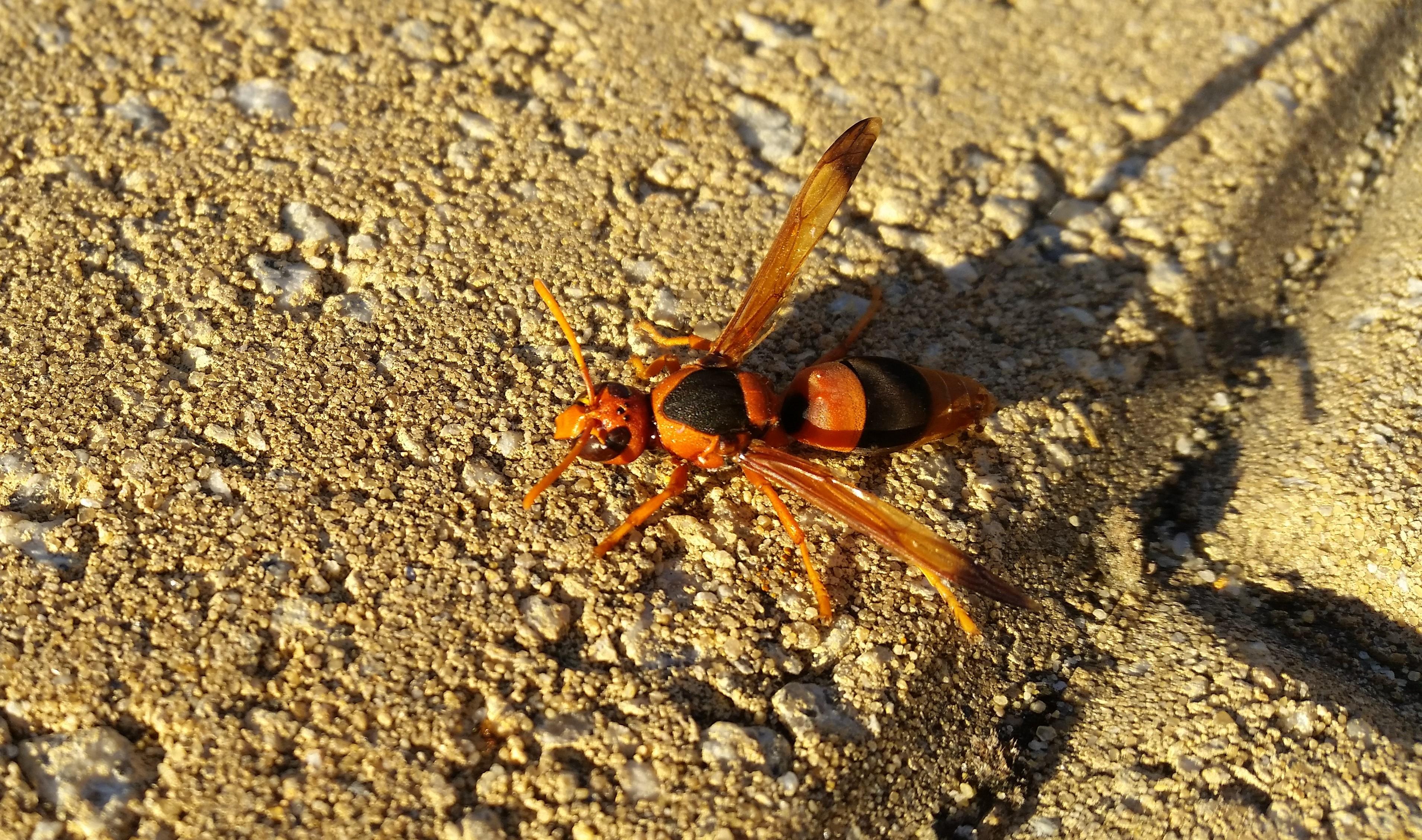 [Perth, Western Australia] I found this big wasp (ca. 4 cm). Anybody
