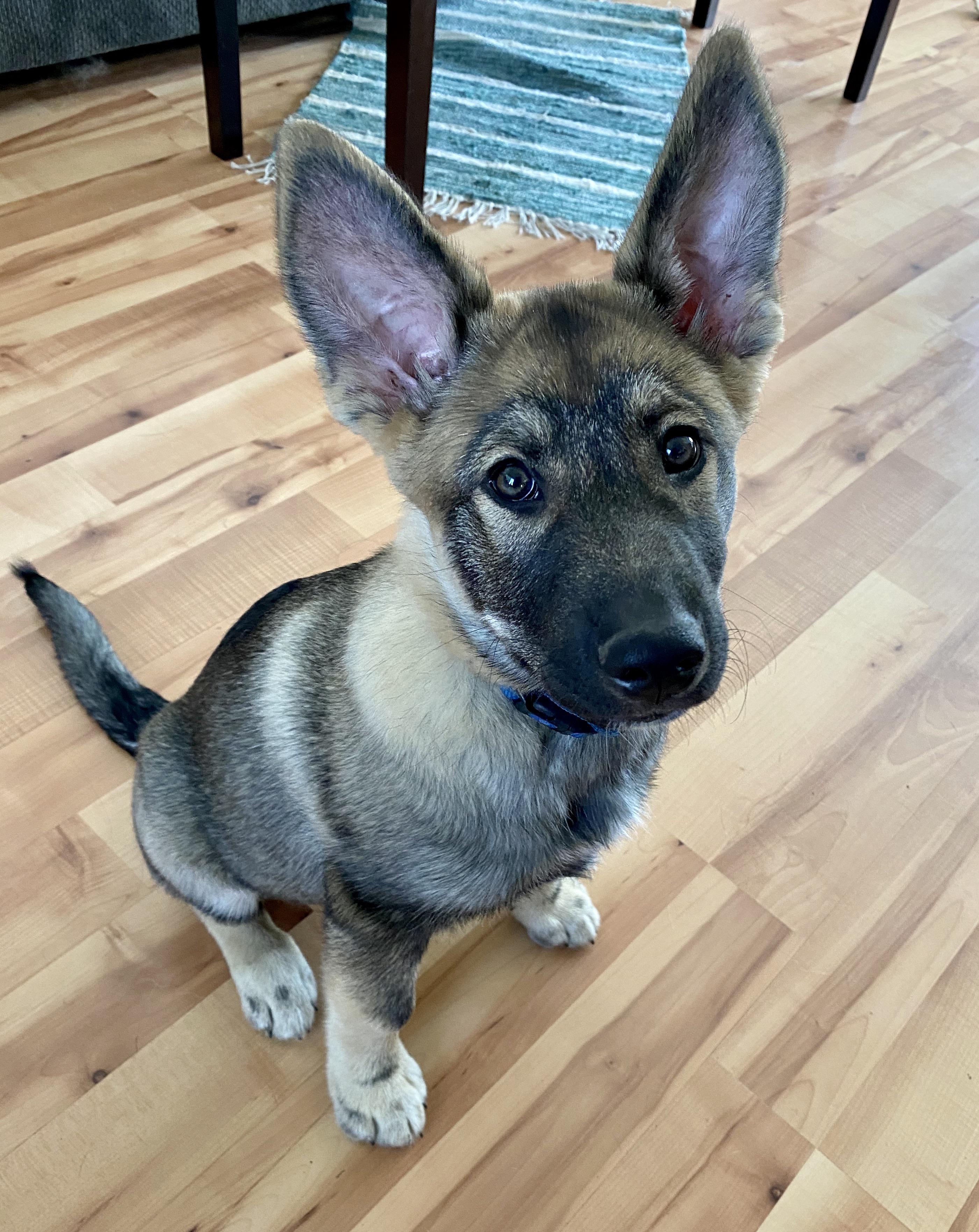 This is my boy Luka! He's a 6 month old Elkhound/Husky mix and is the