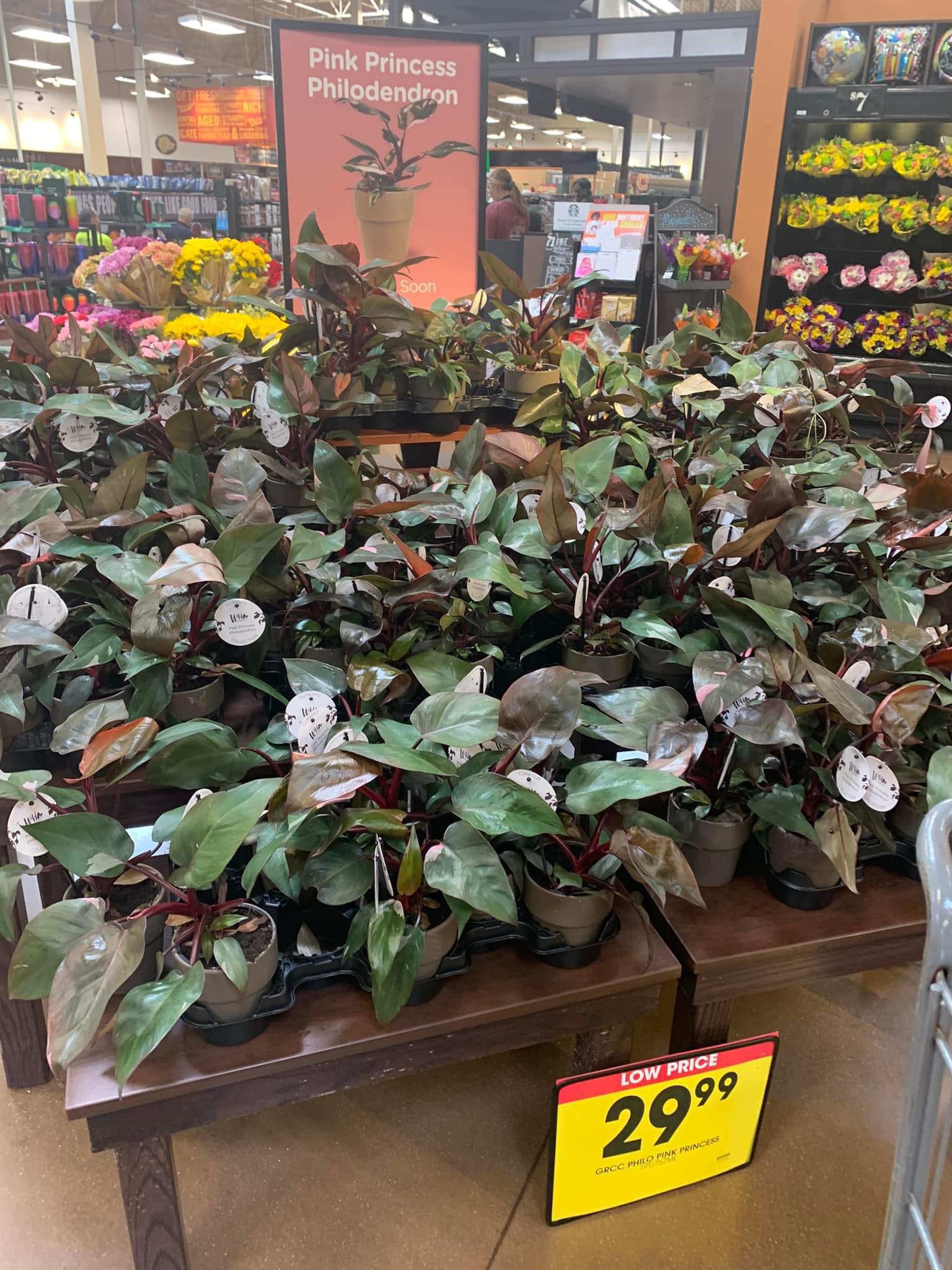 Krogers everywhere got PPP for 30 the plant world is healing r