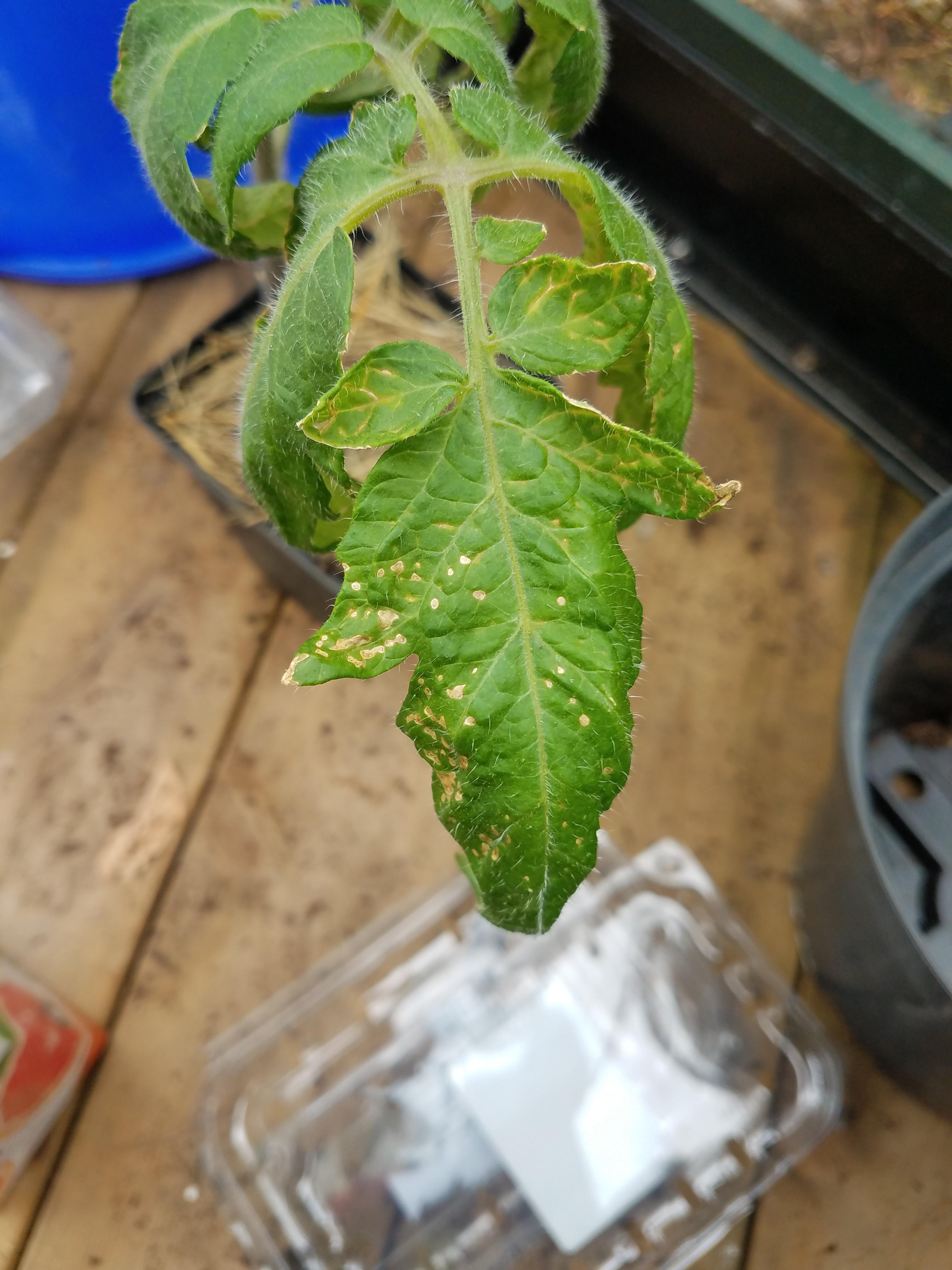 Spreading light brown spots on tomato plant (cosmic eclipse) plantclinic