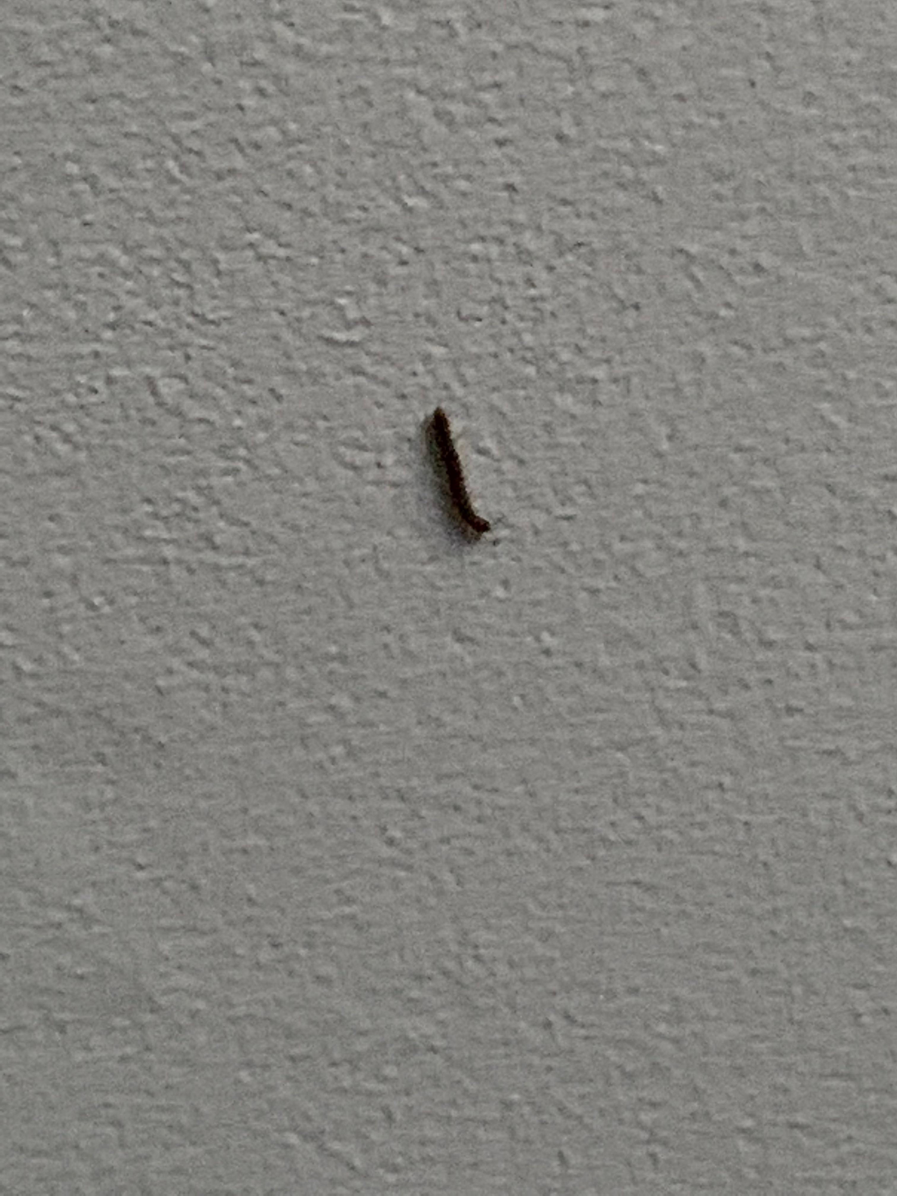 Found this in my bedroom ceiling r/mildlyinfuriating