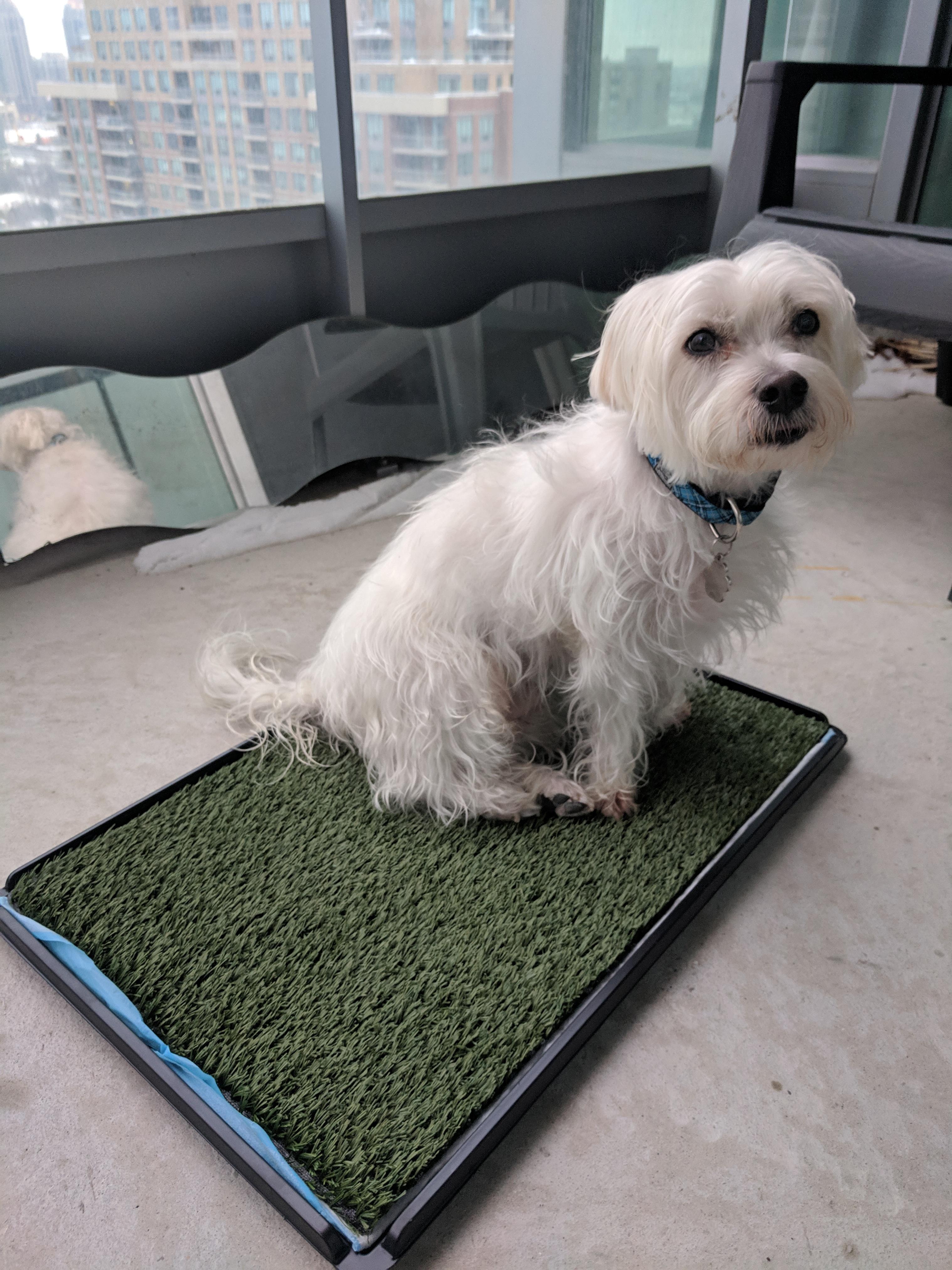 How Do You Train A Maltese To Pee On A Pad