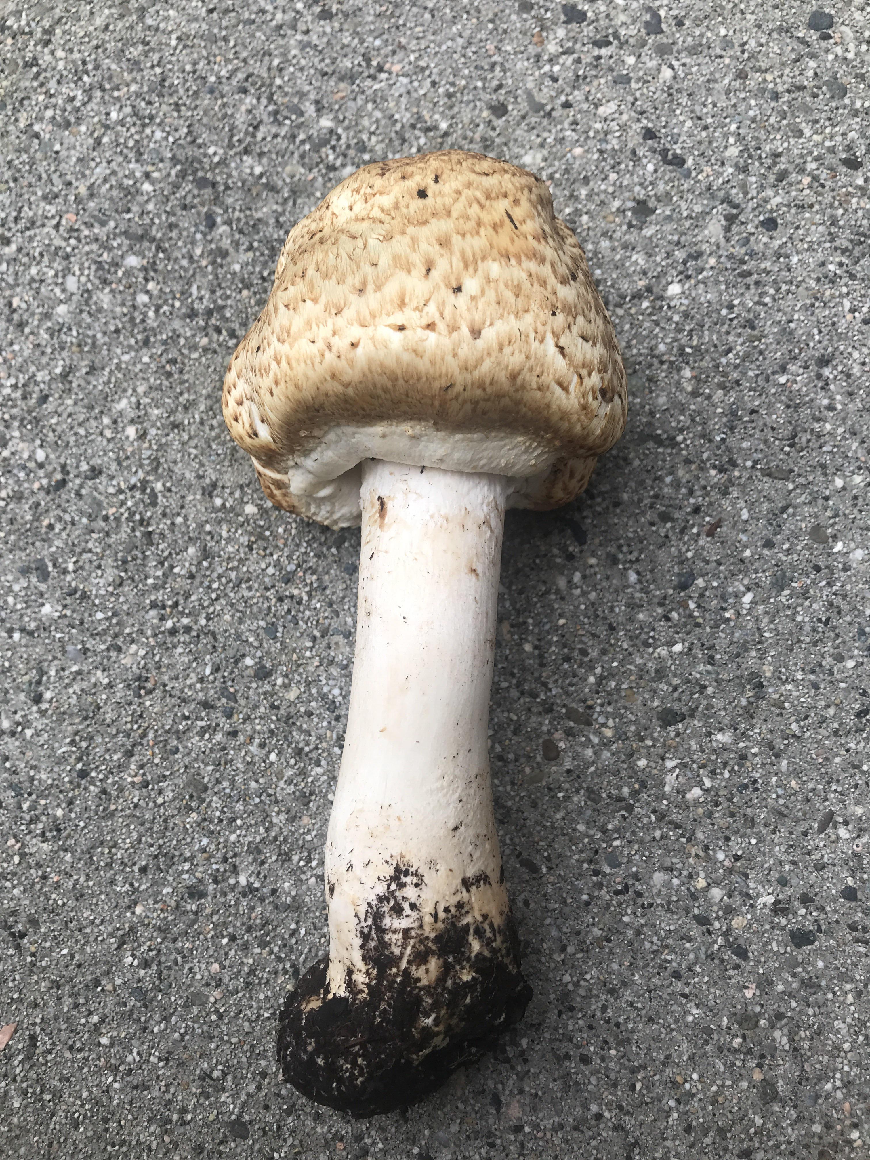 Found in Washington state, is this edible? r/mushroomID