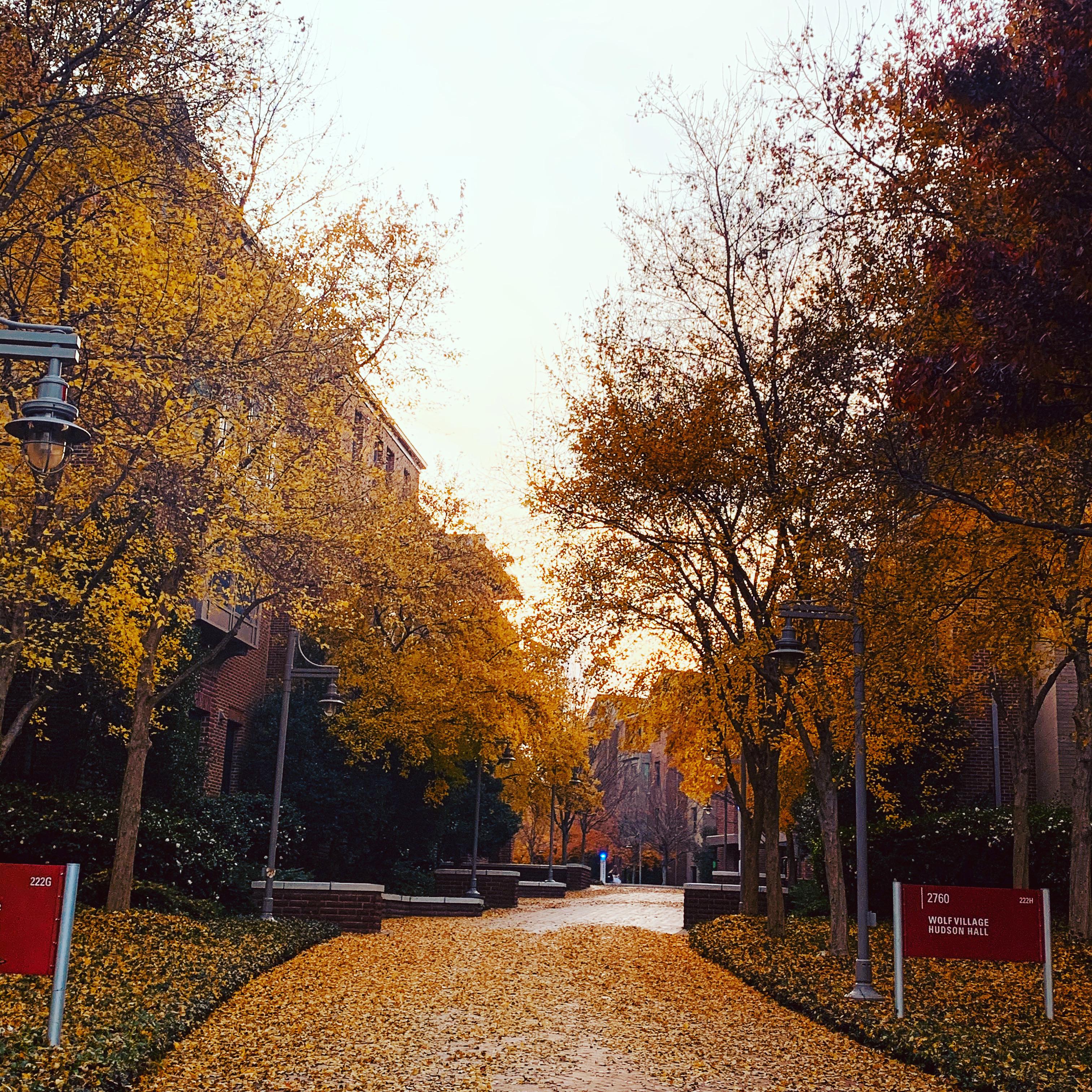 Wolf Village is looking very nice r/NCSU