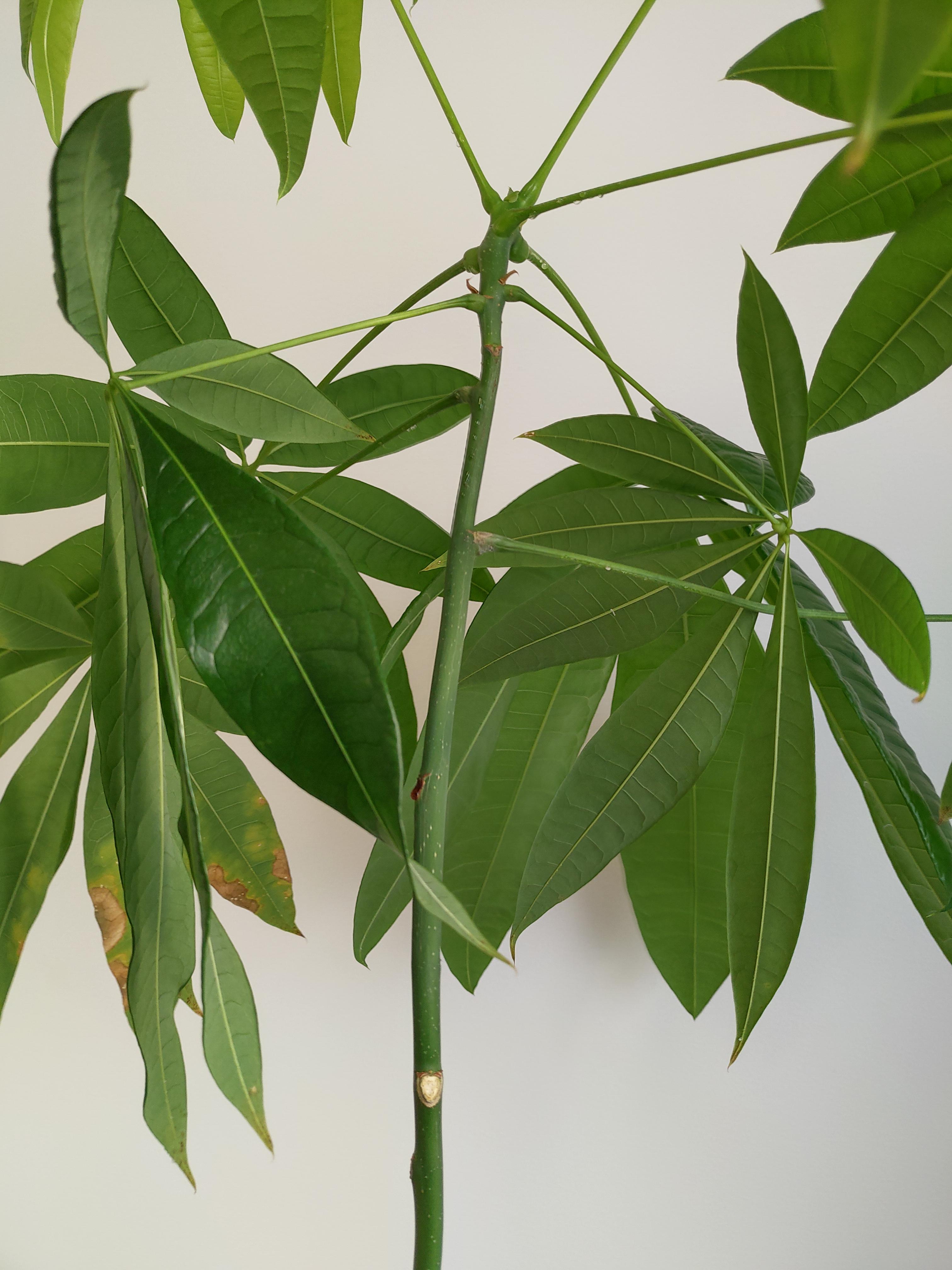 If new plant leaves are closer together on the stem, does it mean the plant is producing more