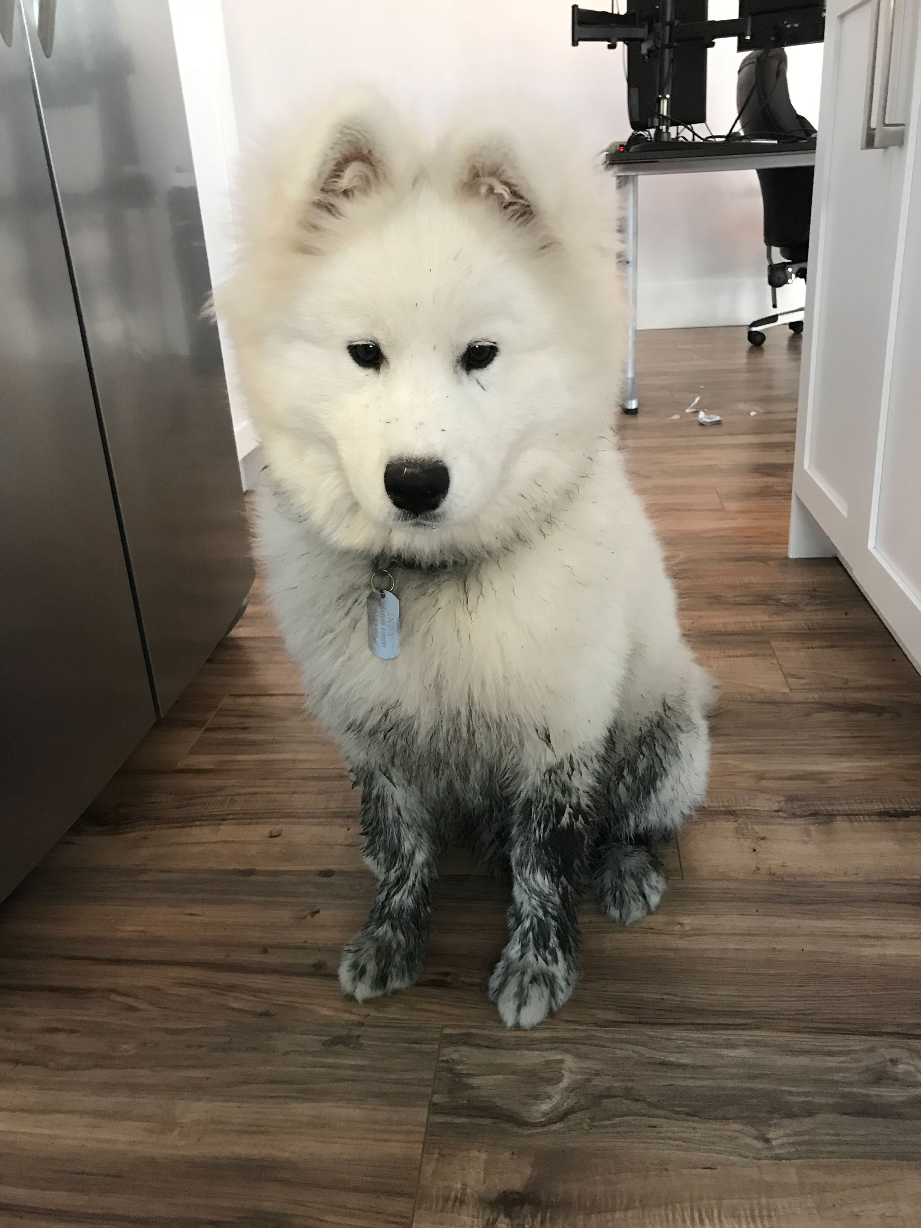 Samoyed puppy, Indy goes to muddy beach then redecorates with his paint