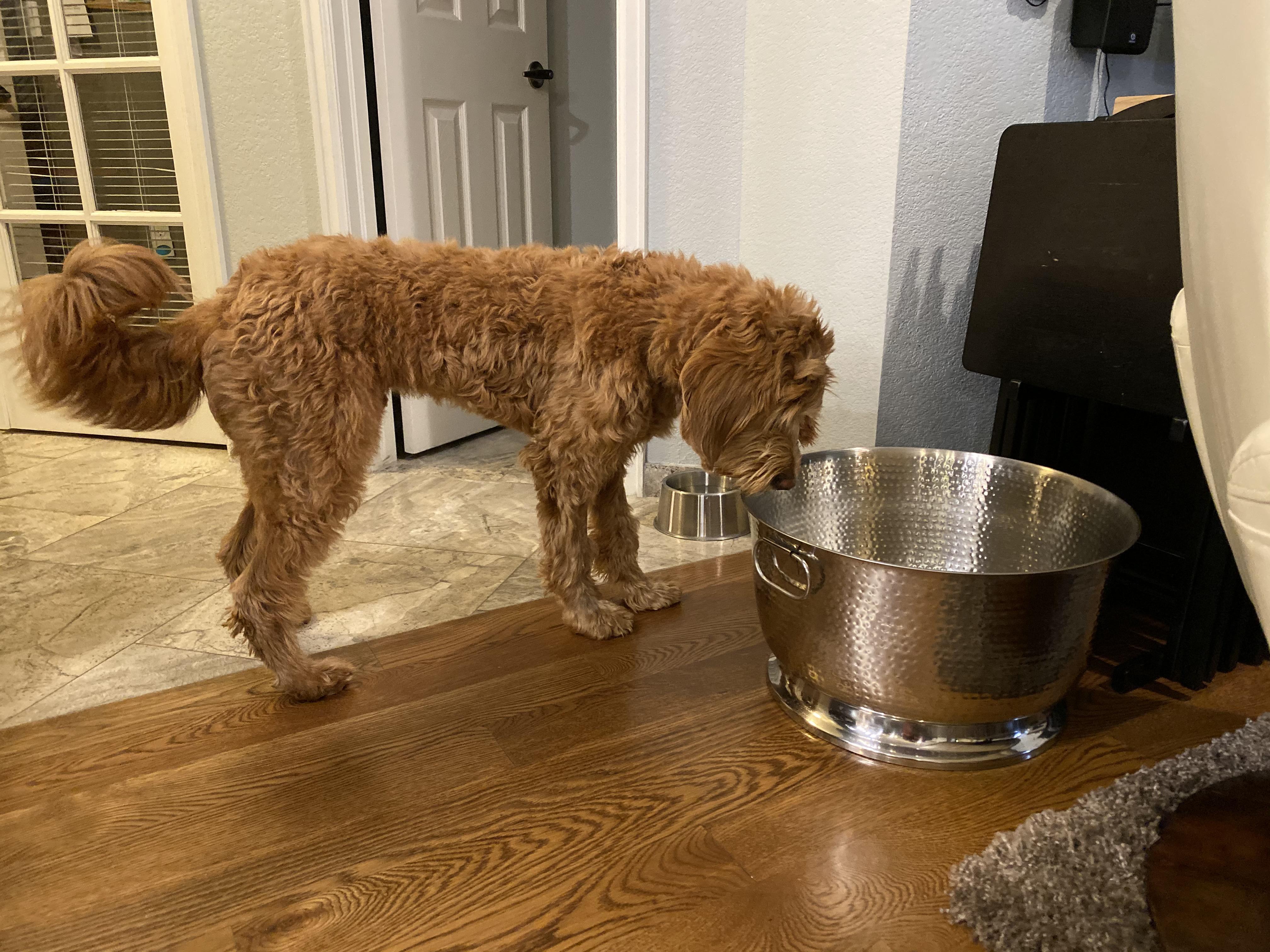 He thinks this ice bucket is his new food bowl 🤣 r/Goldendoodles