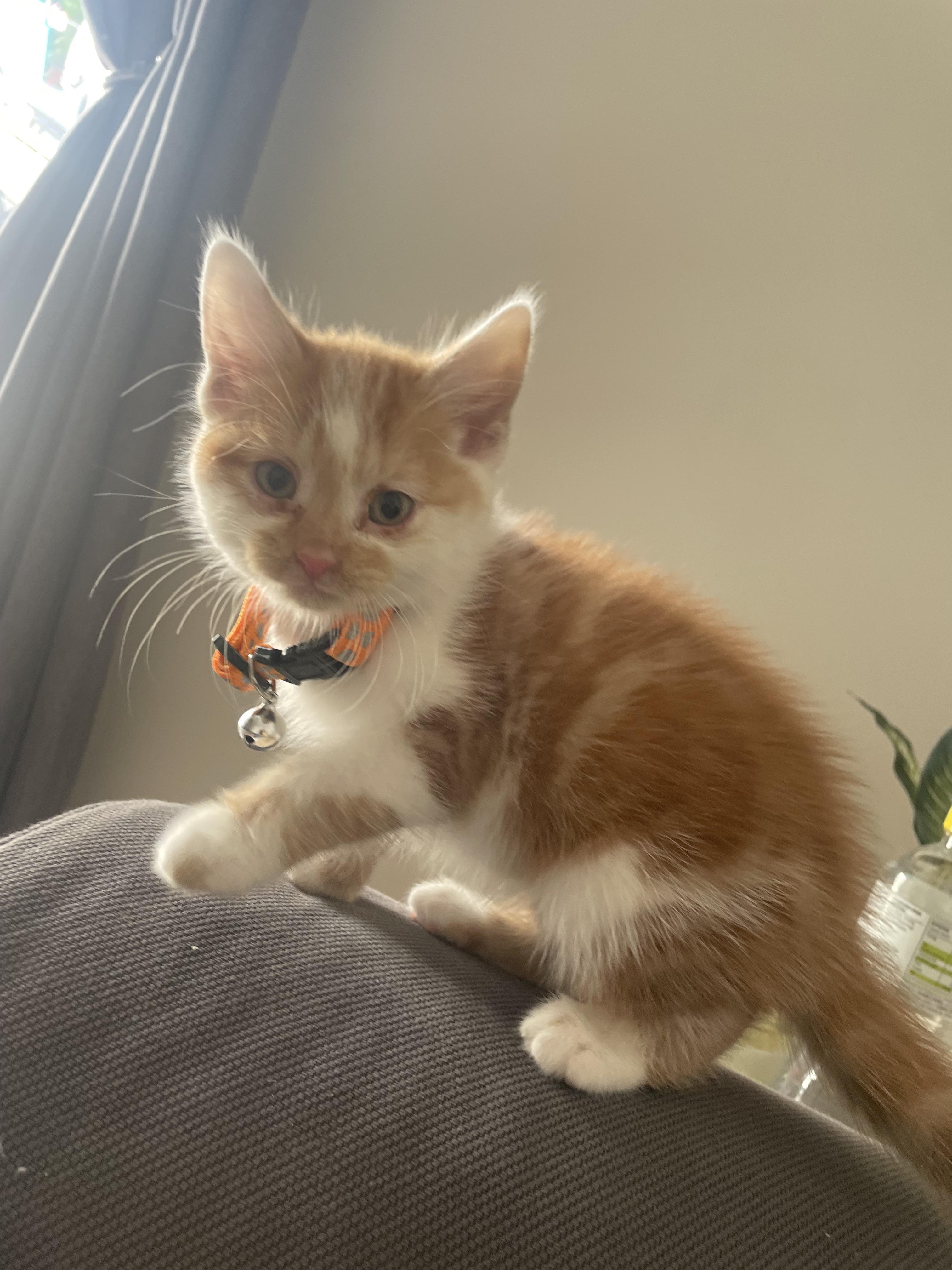 Male Halloween/Autumn names for this cutie please r/halloween