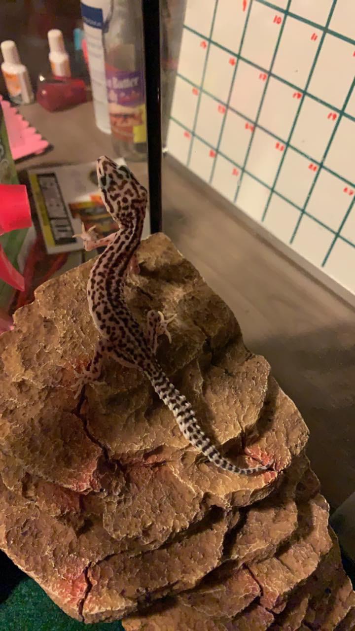 I rescued this little one yesterday. He is so skinny! I need name ideas