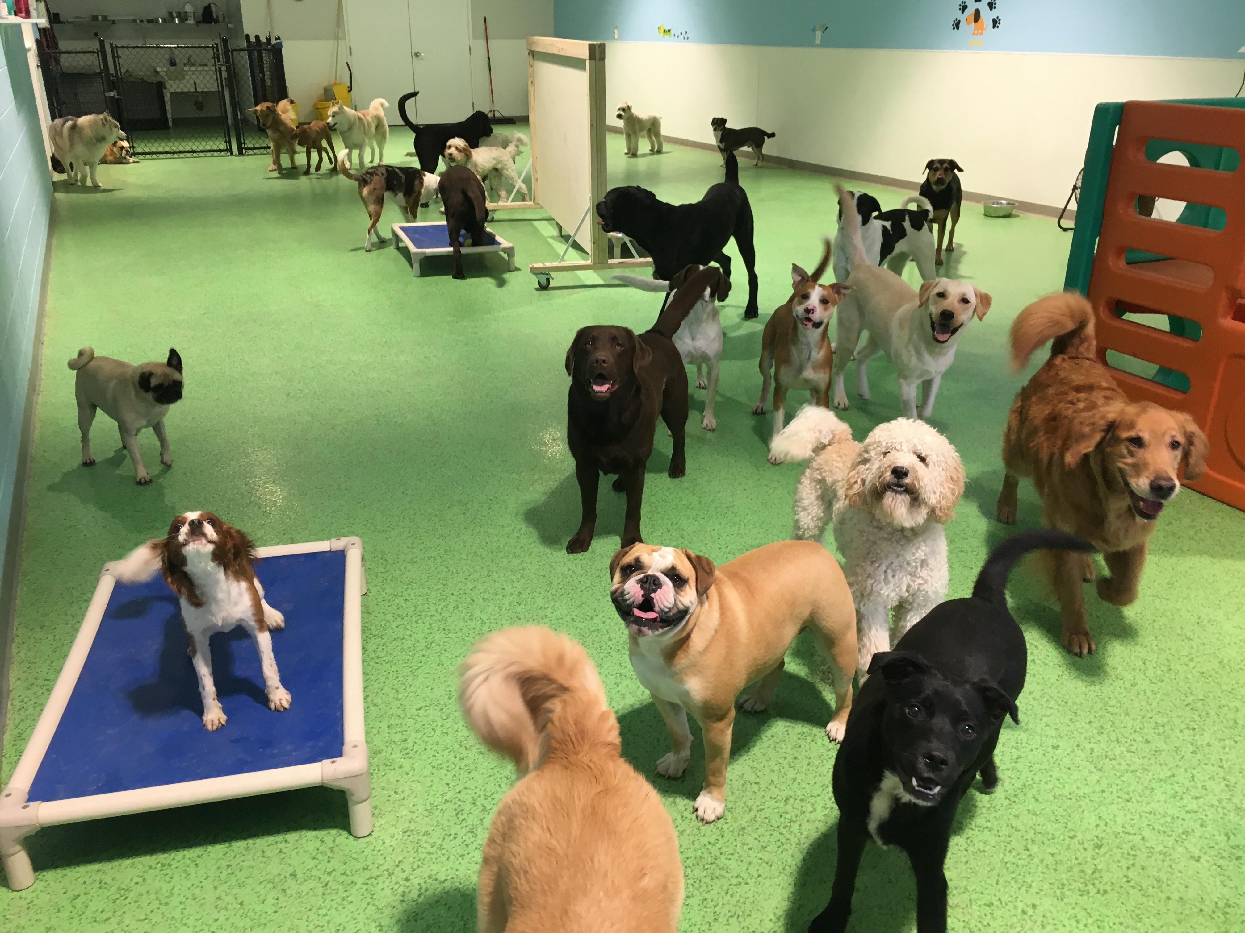 Doggie daycare pack r/dogpictures
