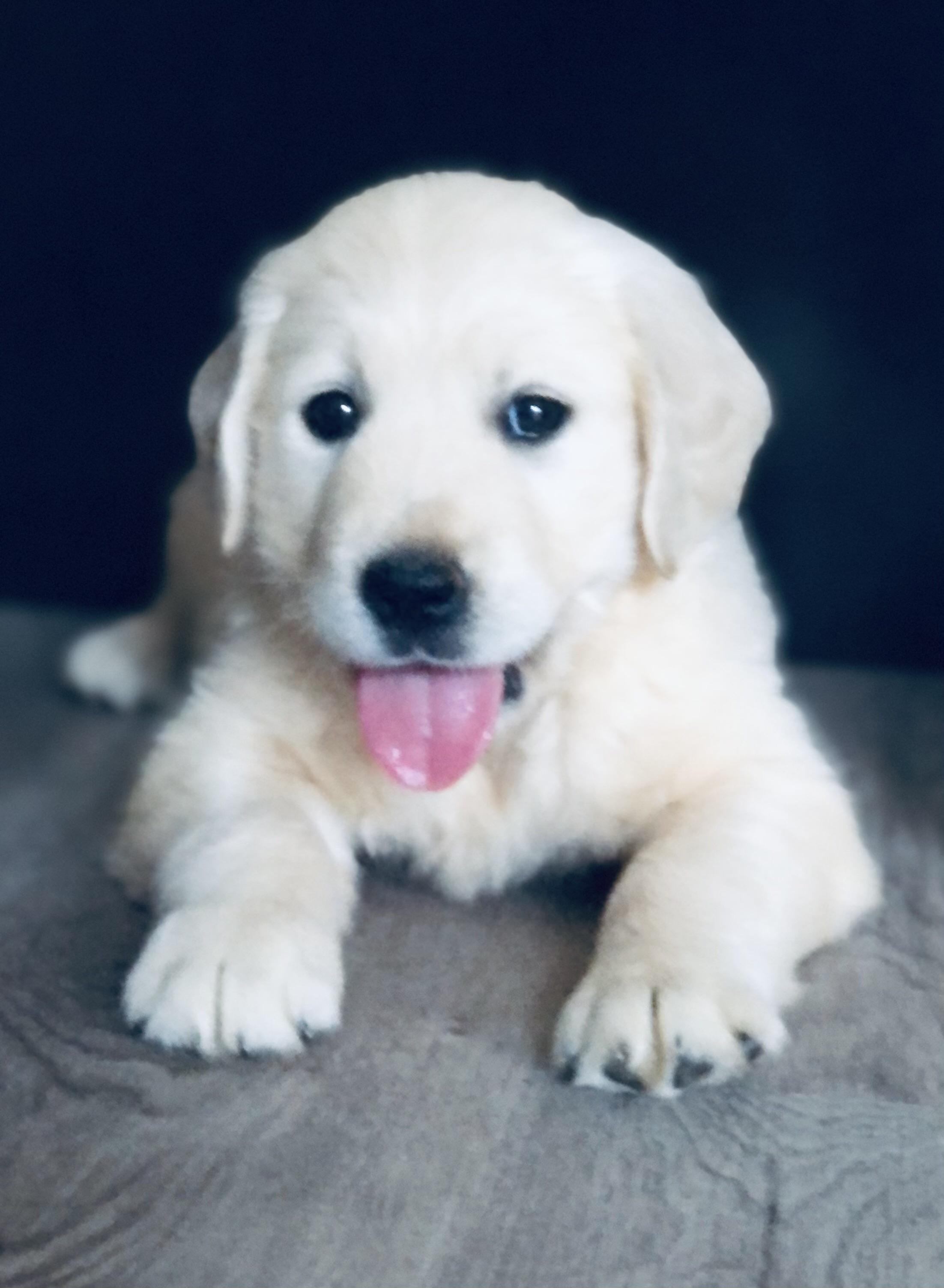 Golden Retriever Puppies For Sale In Charlotte Nc These