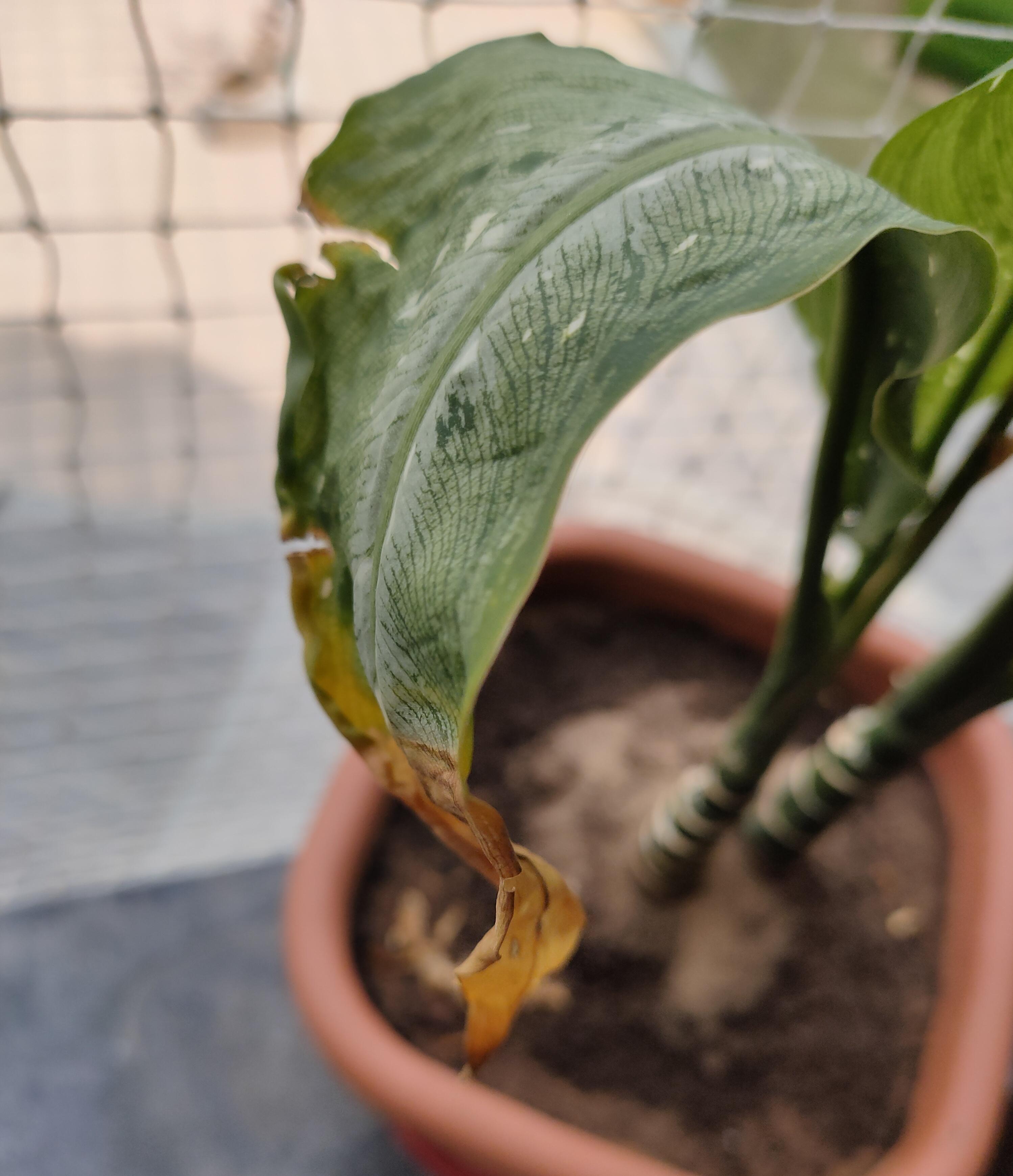 Brown tips on my dieffenbachia tiki and stunted growth r/houseplants