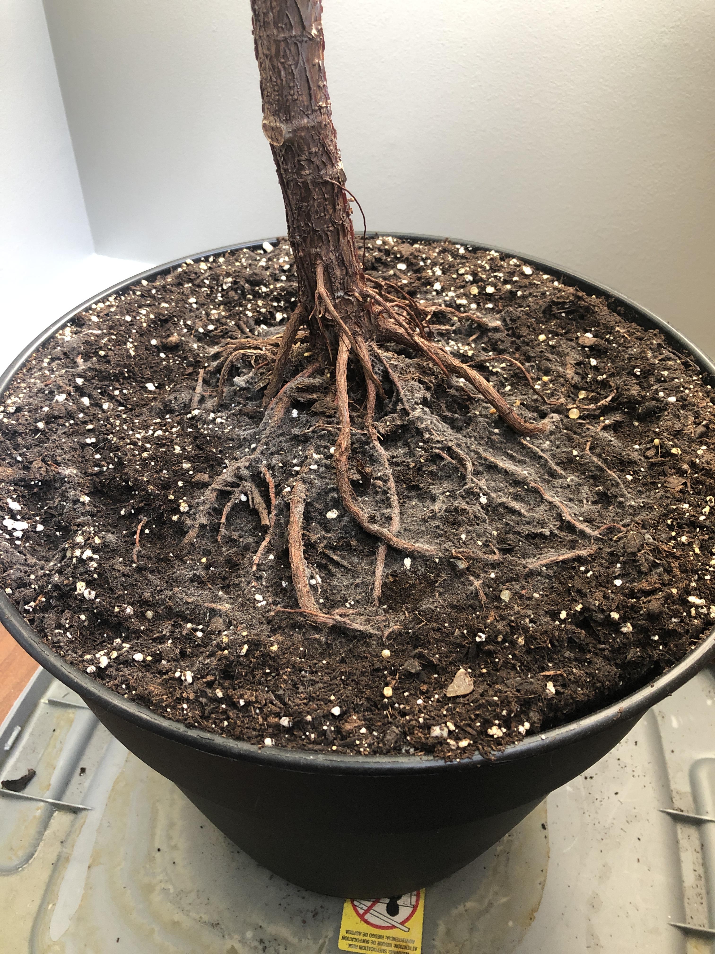 Fungus on fiddle leaf fig dirt??? Repotted a month or two ago, last