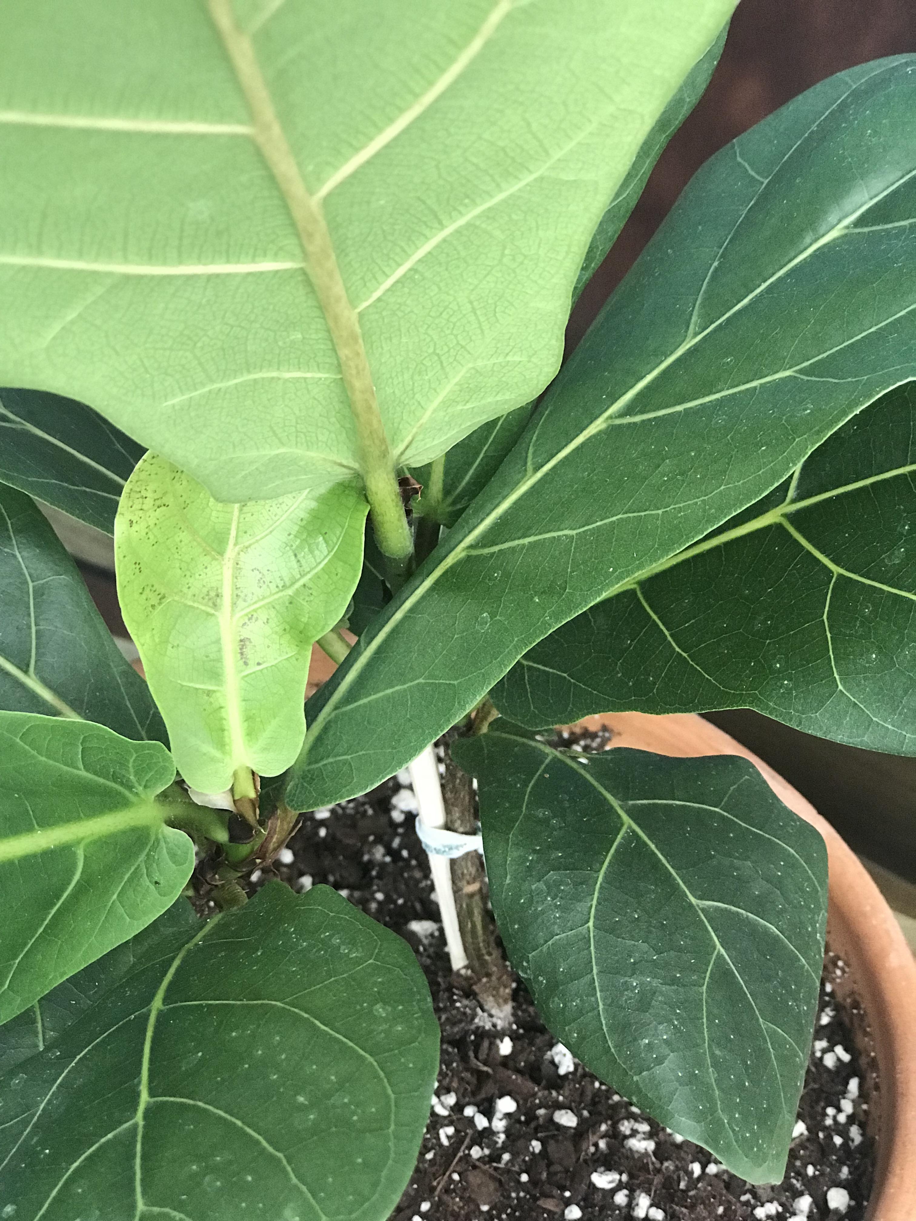Reddish and white dots in my fiddle leaf figany ideas as to why or how